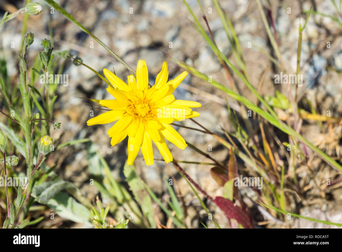 Close up of California Dandelion (Agoseris grandiflora) blooming in spring, California Stock Photo