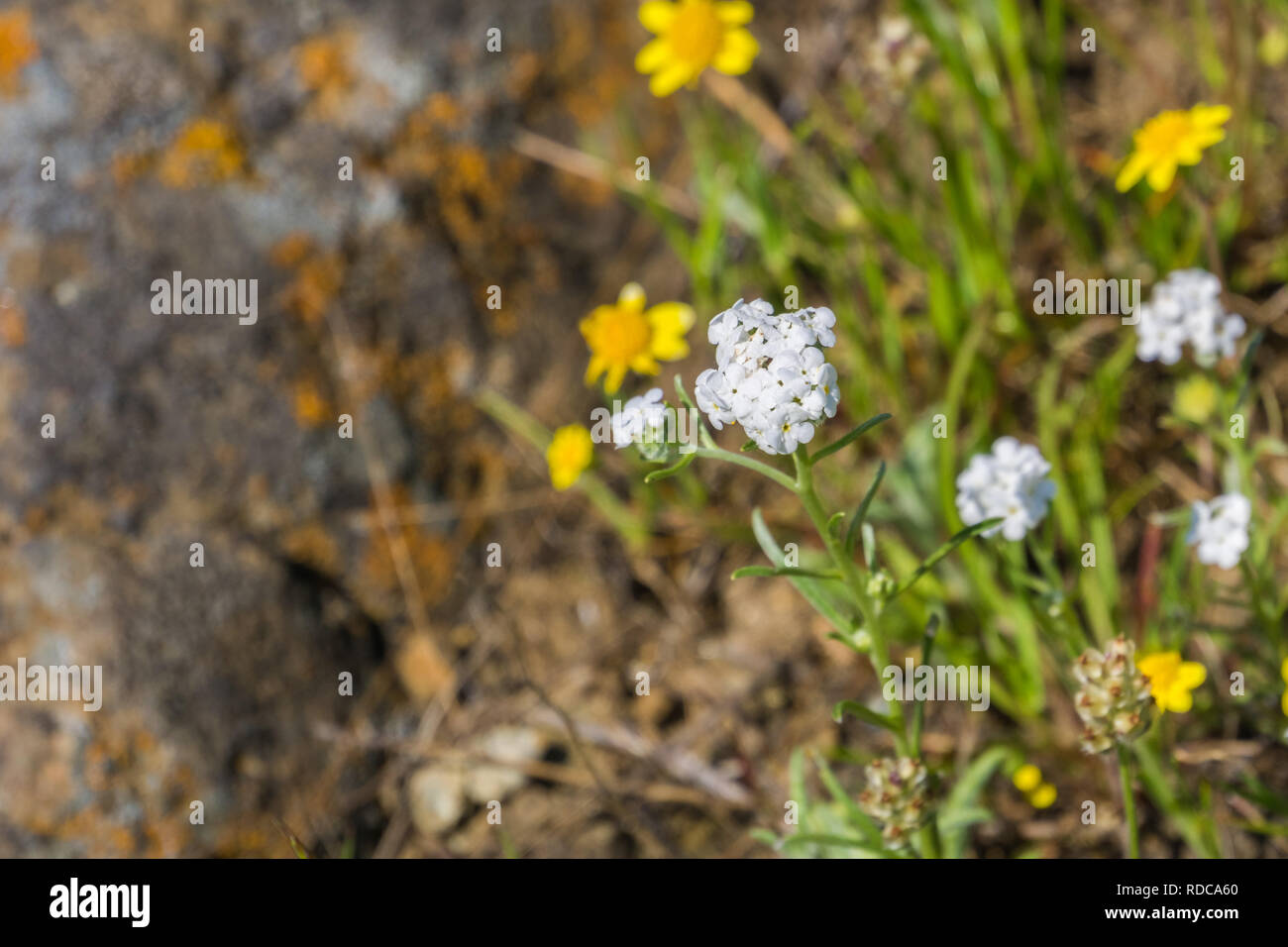 Popcorn Flower (Plagiobothrys nothofulvus) growing alonside Goldfields (Lasthenia californica) on meadows and hillsides, California Stock Photo