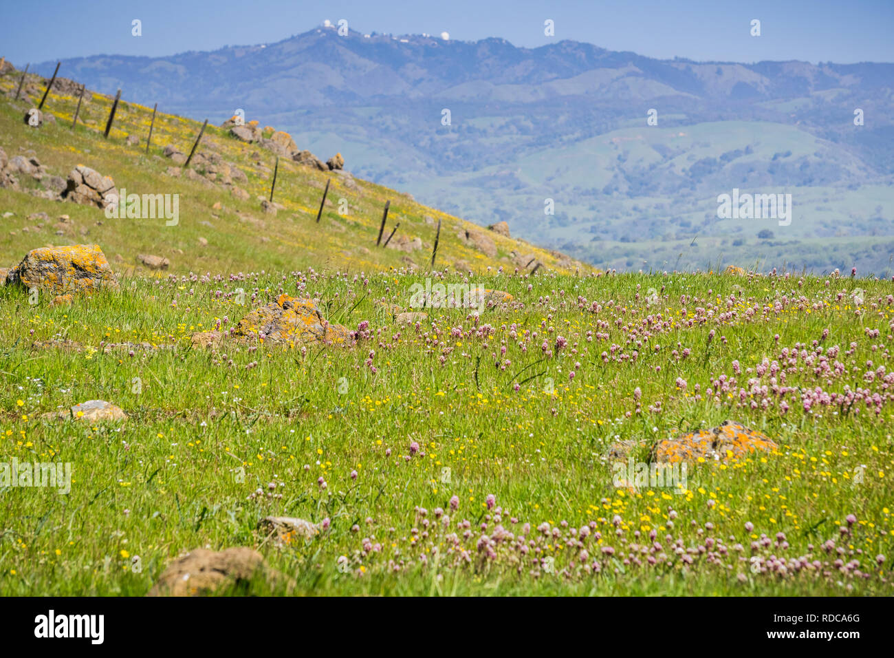Owl's clover wildflowers blooming on serpentine soil in south San Francisco bay, mount Hamilton in the background, San Jose, California Stock Photo