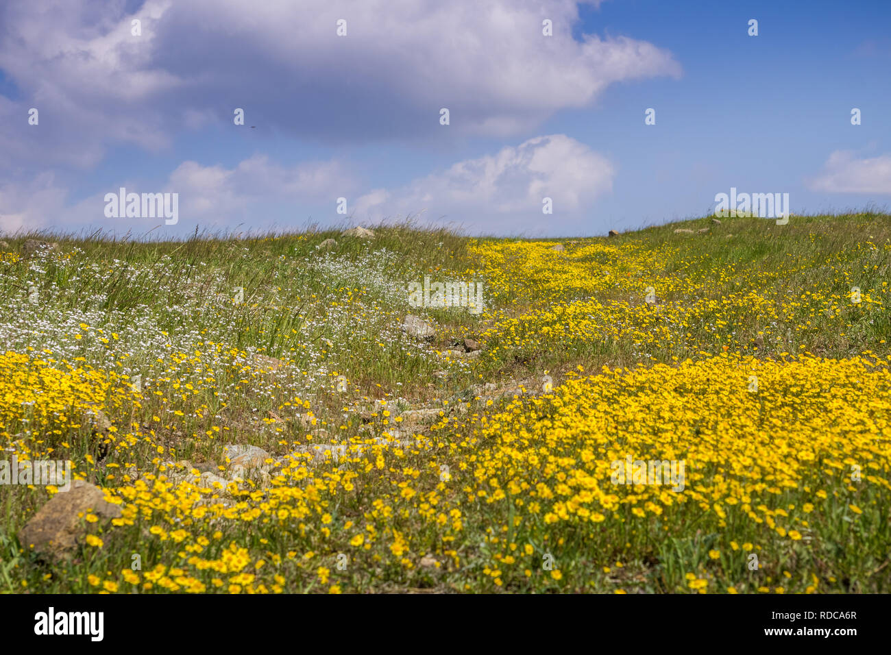 Hiking path overgrown with Goldfields (Lasthenia californica) and Popcorn Flower (Plagiobothrys nothofulvus), California Stock Photo