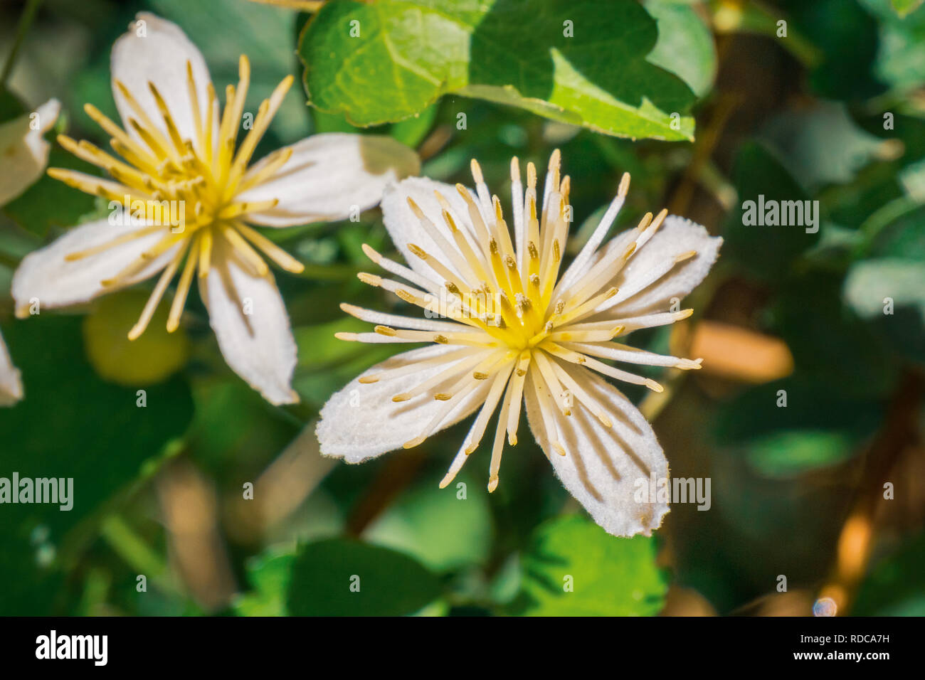 Clematis lasiantha (Pipestem Clematis) blooming in spring, Pinnacles National Park, California Stock Photo