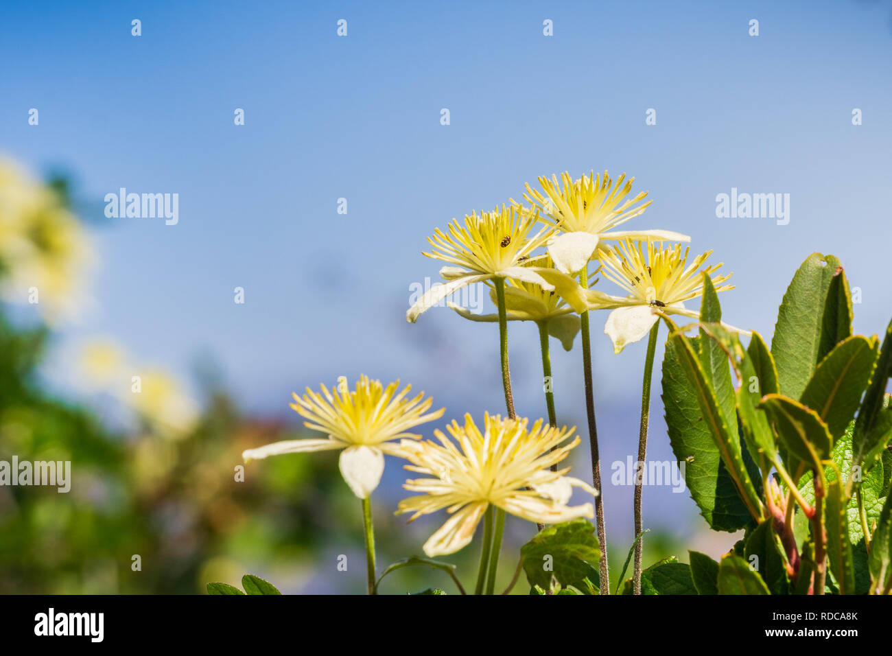 Clematis lasiantha (Pipestem Clematis) blooming in spring, Pinnacles National Park, California Stock Photo