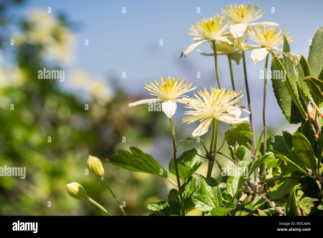 Clematis lasiantha (Pipestem Clematis) blooming in spring, Pinnacles National Park, California Stock Photo