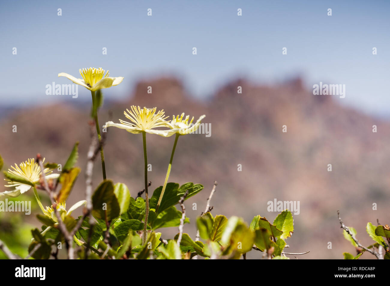Clematis lasiantha (Pipestem Clematis) blooming in spring, blurred rocks and blue sky background, Pinnacles National Park, California Stock Photo