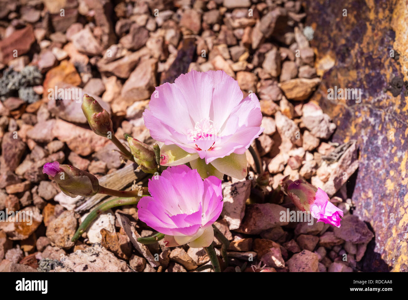 Bitterroot (Lewisia rediviva), the state flower of Montana; blooming in spring in Pinnacles National Park, California Stock Photo