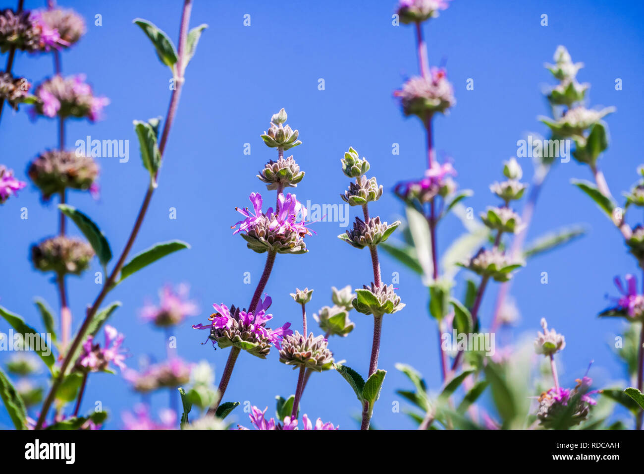 Cleveland sage (Salvia clevelandii) flowers on a blue sky background, California Stock Photo