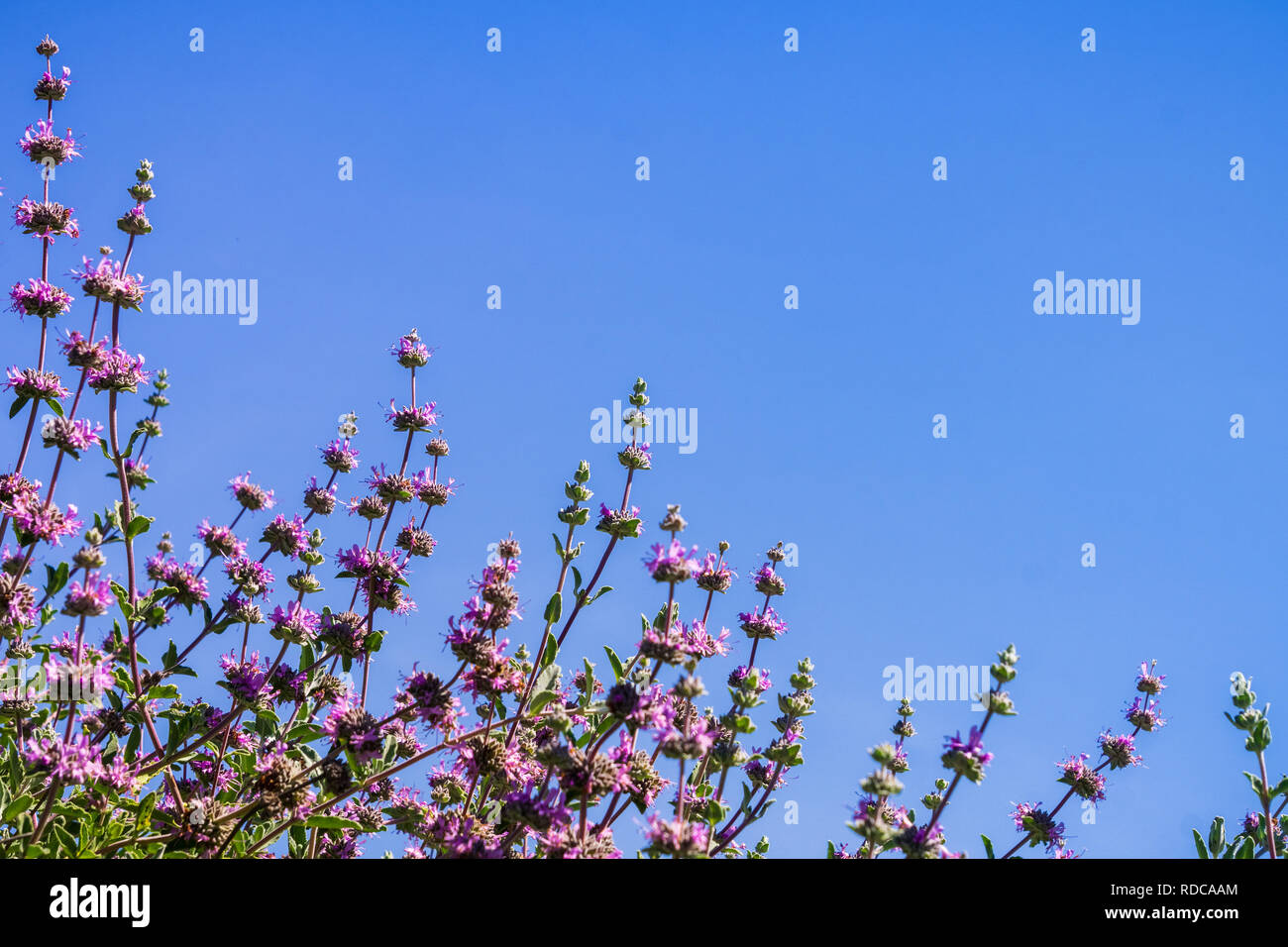 Cleveland sage (Salvia clevelandii) flowers on a blue sky background, California Stock Photo