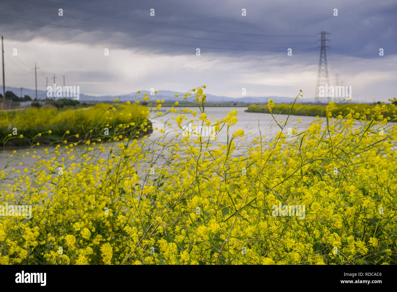 The wild mustard flowers blooming in spring on the bay trail, Sunnyvale, San Francisco bay, California Stock Photo