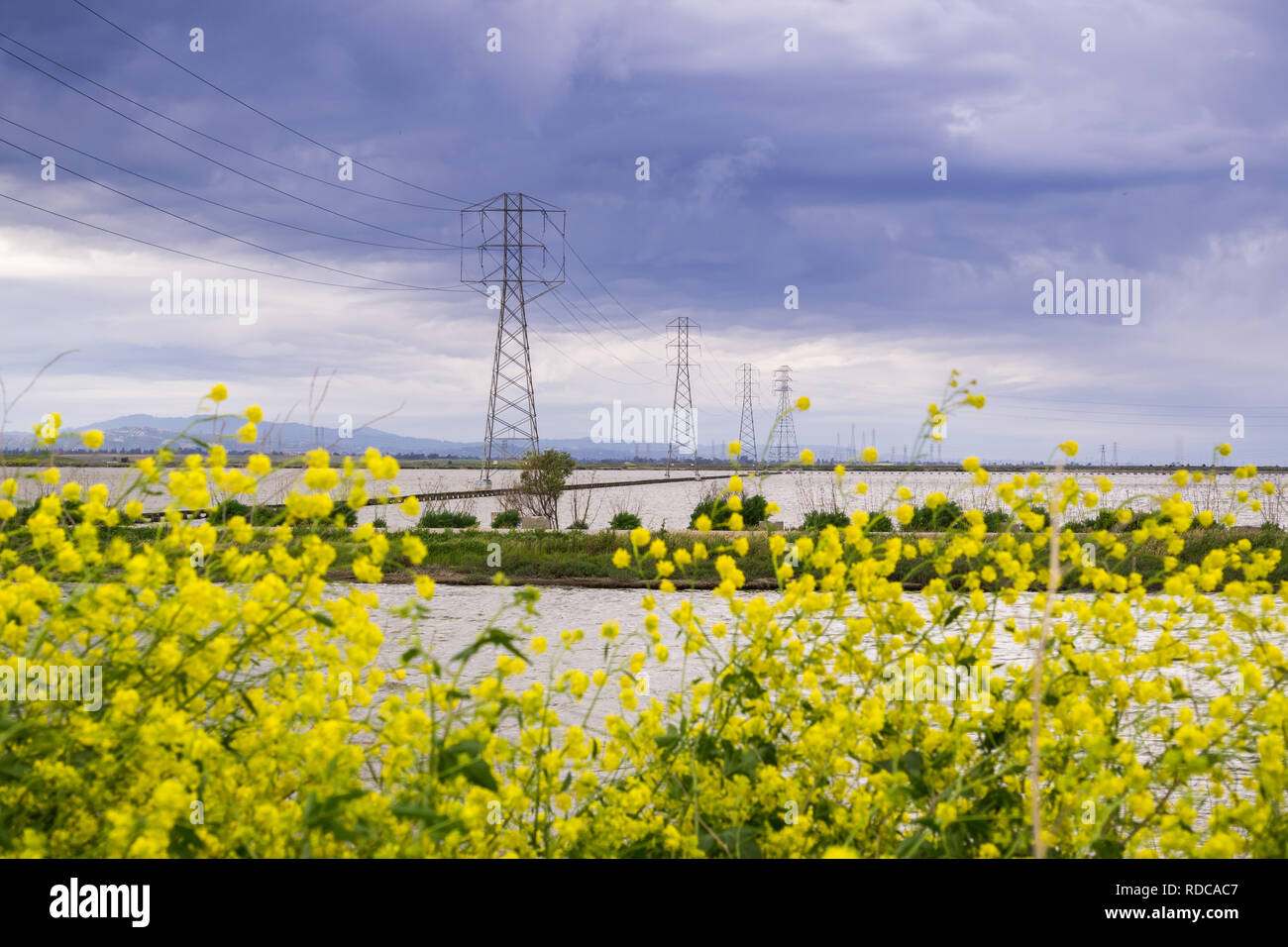 The wild mustard flowers blooming in spring on the bay trail, Sunnyvale, San Francisco bay, California Stock Photo