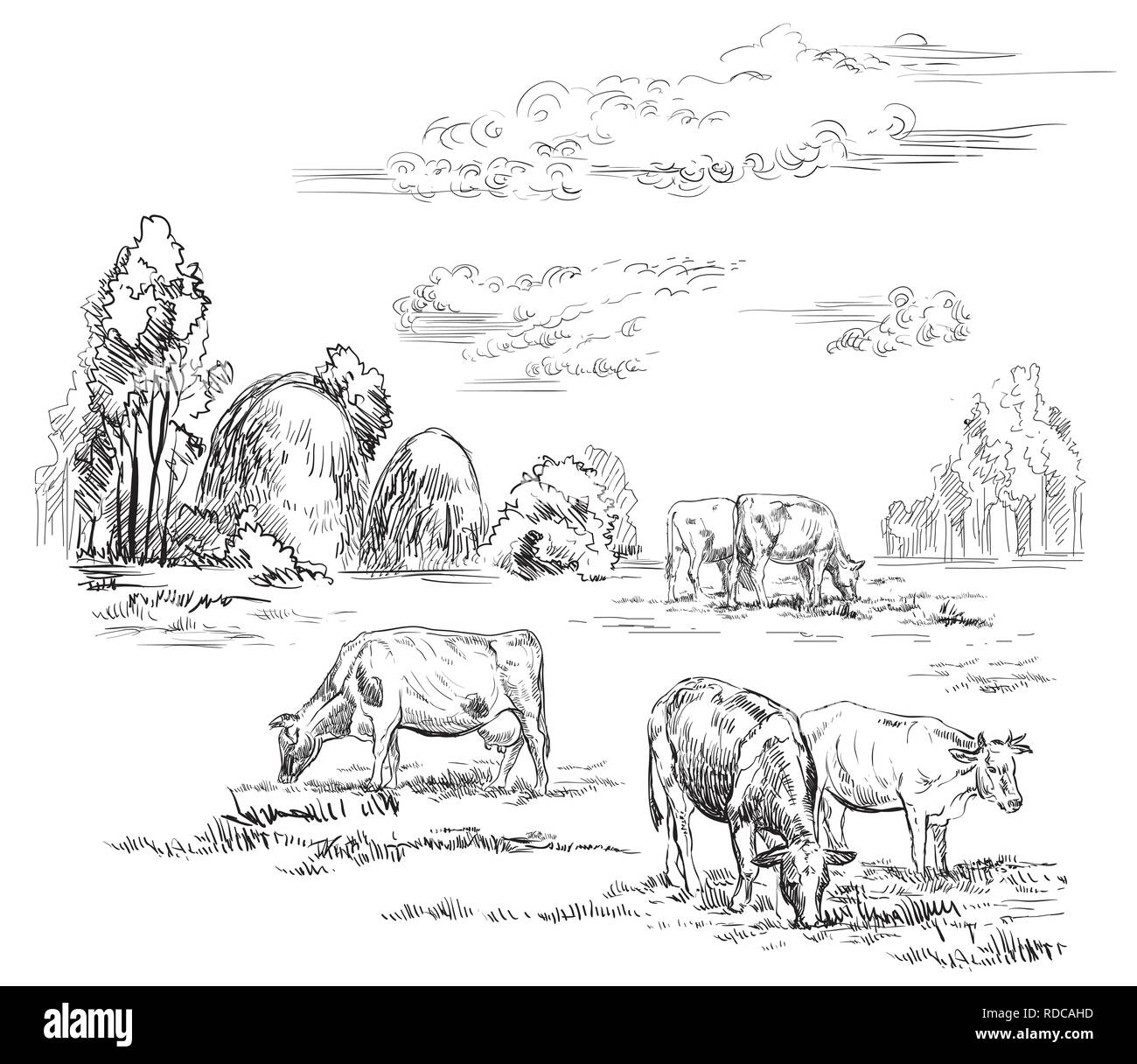 Vector hand drawing Illustration cows on pasture standing in profile. Rustic landscape. Monochrome vector hand drawing sketch illustration in black co Stock Vector