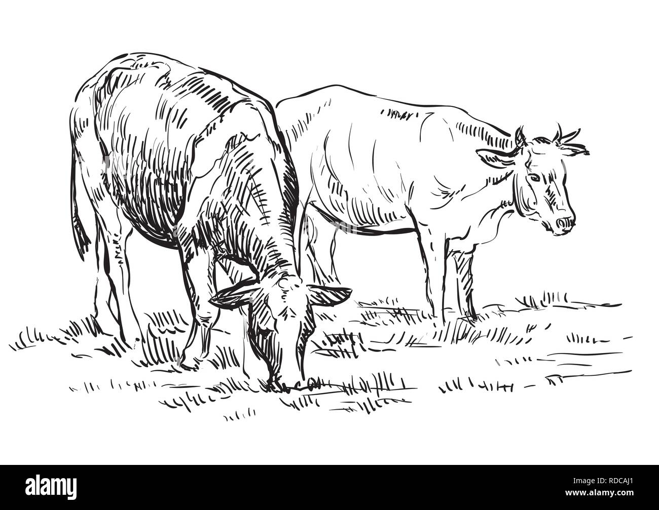 Vector hand drawing Illustration cows on pasture standing in profile. Monochrome vector hand drawing sketch illustration in black color isolated on wh Stock Vector
