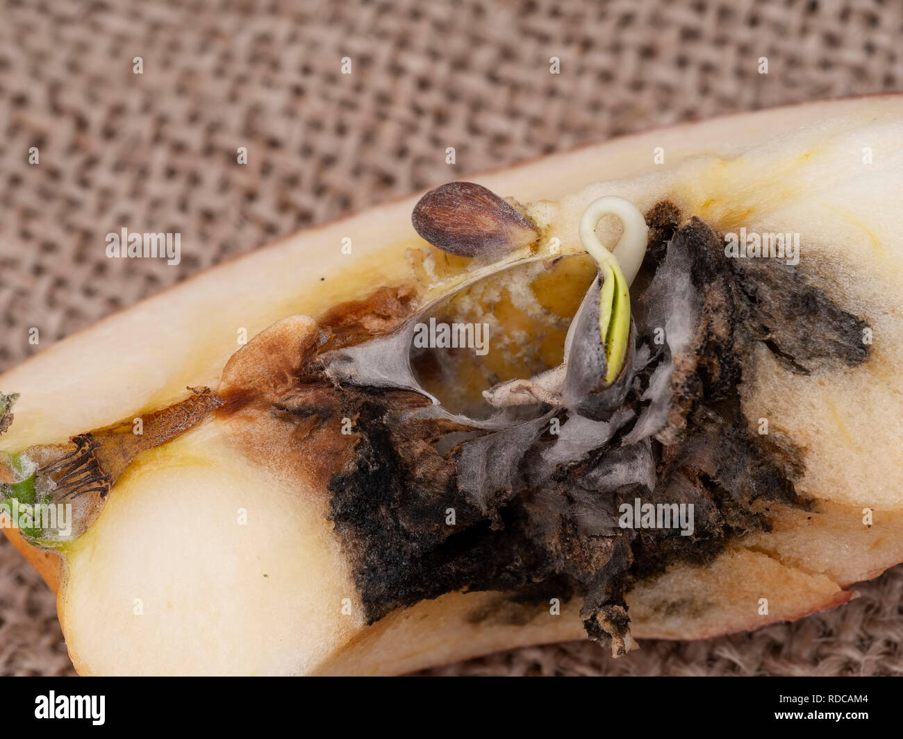 Vivipary in apple. Macro. Sliced to clearly show seeds, pips are already growing in the core when the fruit is cut open. Stock Photo
