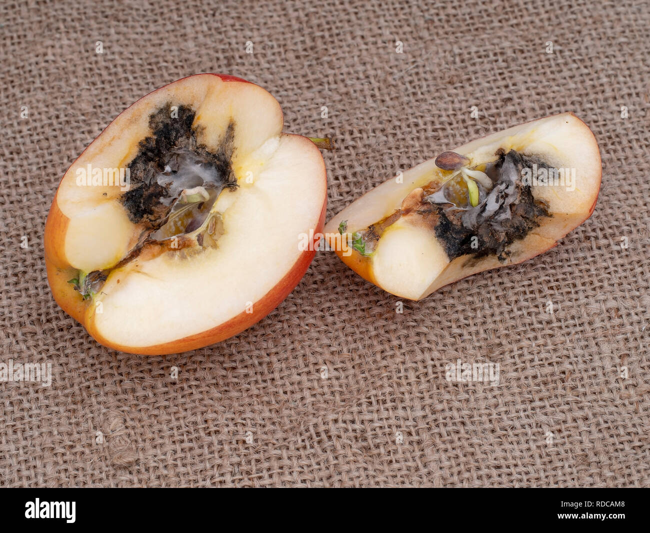 Vivipary in apple. Sliced to clearly show seeds, pips are already growing in the core when the fruit is cut open. On hessian with copyspace. Stock Photo