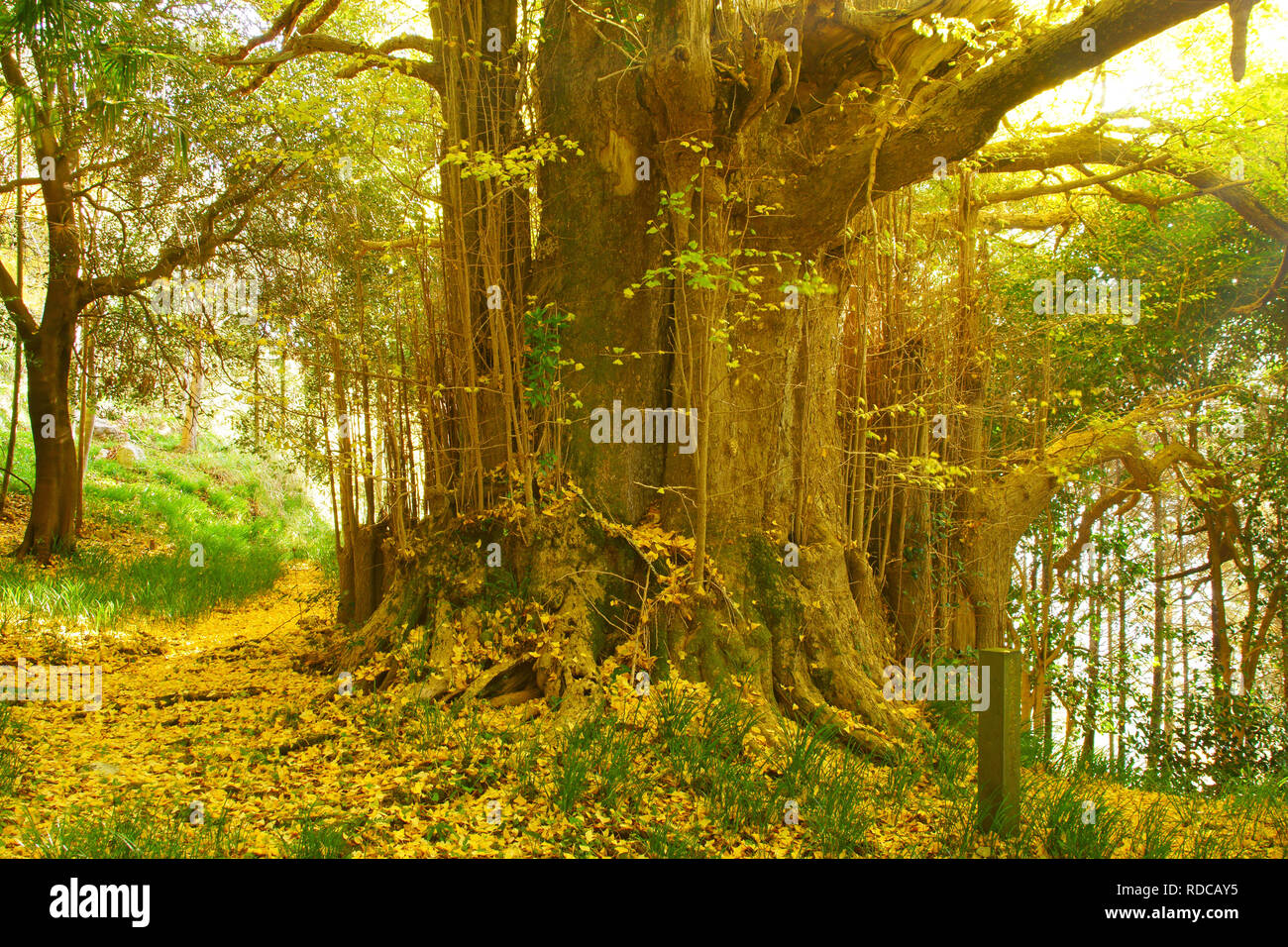 Large Ginkgo Biloba in Fukujouji Temple, Kumamoto Prefecture, Japan