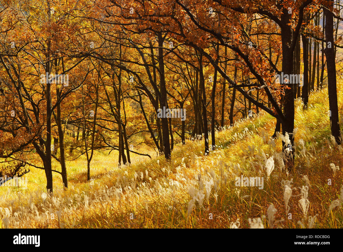 Forest of River Stream Stock Photo Alamy