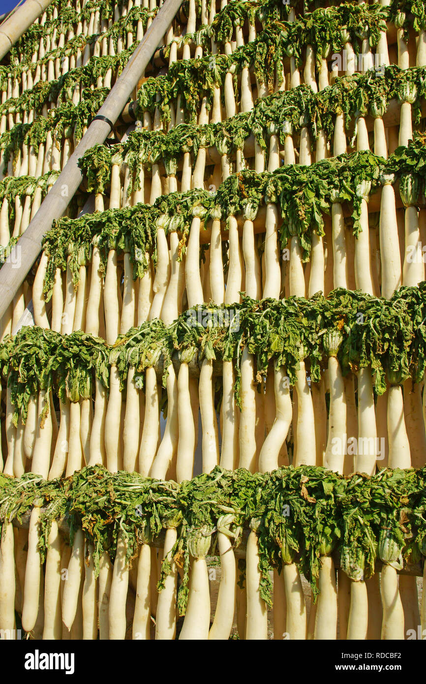 Dried daikon radish hires stock photography and images Alamy