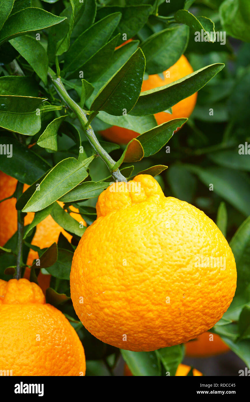 Dekopon (Citrus Fruit Stock Photo - Alamy