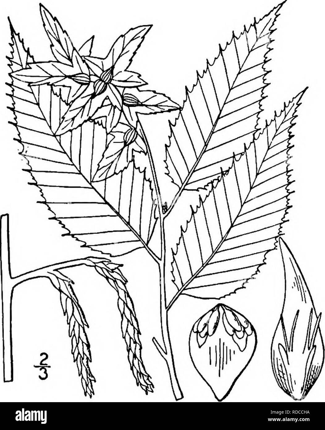 . North American trees : being descriptions and illustrations of the trees growing independently of cultivation in North America, north of Mexico and the West Indies . Trees. American Hornbeam 241 I. AMERICAN HORNBEAM GENUS CARPmUS [TOURNEFORT] LINN^US Species Carpinus caroliniana Walter ARPINUS is the ancient name of the European hornbeam, Carpinus Betulus of Linnaeus, the type of the genus. About 12 species are known, most of them natives of northern and central Asia, C. caro- liniana being the only one indigenous in America. This tree occurs in moist woodlands, especially along streams and  Stock Photo