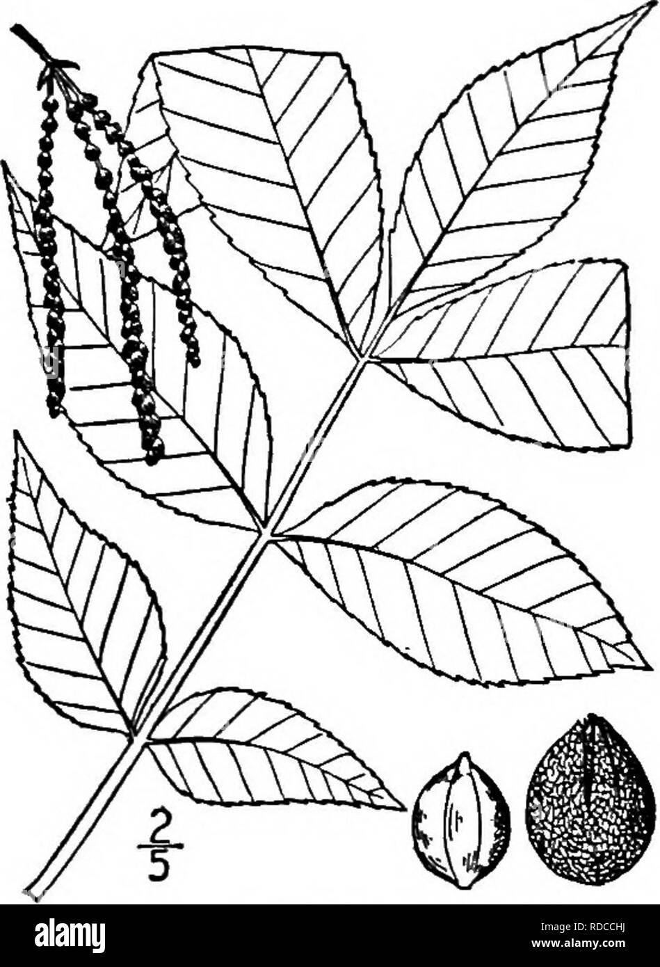 . North American trees : being descriptions and illustrations of the trees growing independently of cultivation in North America, north of Mexico and the West Indies . Trees. 236 The Hickories for a few light-colored warts, dark brown or gray. The terminal bud is ovoid, blunt, about 15 mm. long, its scales 6 to 8, imbricated, the outer reddish brown and leathery, the inner hairy and continue to grow when the leaf expands, becoming 2.5 to 3.5 cm. in length. The leaves are 2 to 3 dm. long; leaf- stalk stout and channeled; leaflets 5 to 7, oval, ob- long or ovate, 6 to 14 cm. long, narrowed or ro Stock Photo