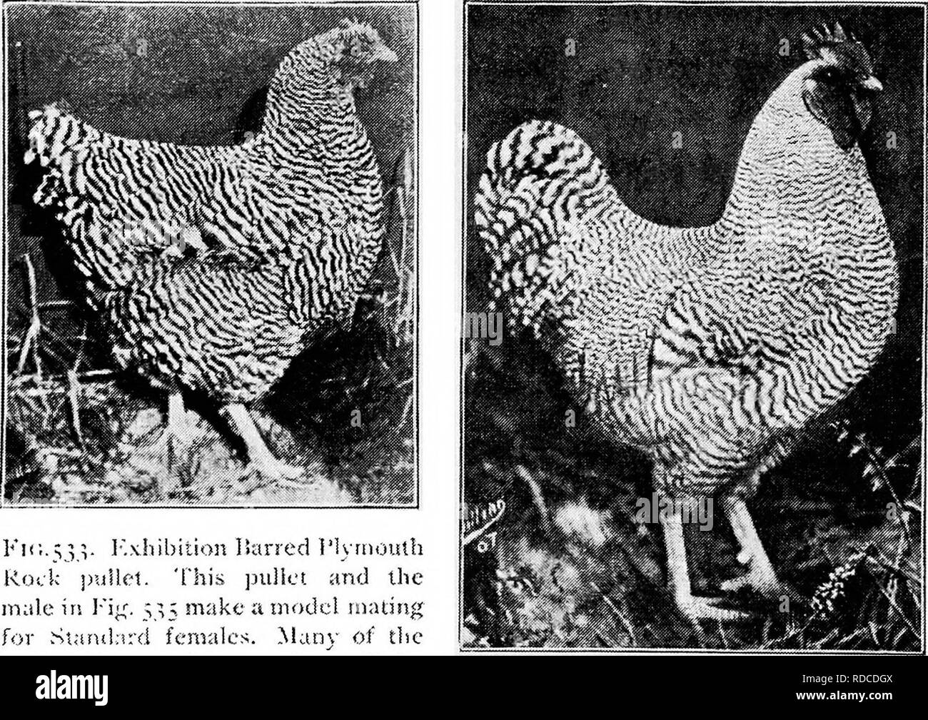 . Principles and practice of poultry culture . Poultry. -^ â '% .,. i. â M m ''M S f :'â ^Â».... *,.. 1 mm m ^^BE ^^S9. RHf Fk;. 53^. Kxhibitioii )5;urcd I'lymouth Rock Clickerel' Fiiâ 53.J. Barred rlymouth Kock pul- let of the Kxhibkion male line. Re- marUably well-defined barring for a &quot;cockfrcl-brcfi&quot; female. This pullet and the nrale in Fig. 5,^2 make a model mating for Standard males '. Kir..55 V ]'&quot;.xhibiiio!i Haried i'Urnuuth Rock j)&gt;,iUet. This pullet and the male in l-'if^. 535 make a model mating for .Stanilnrd females. Many of the males from such a mating will be m Stock Photo