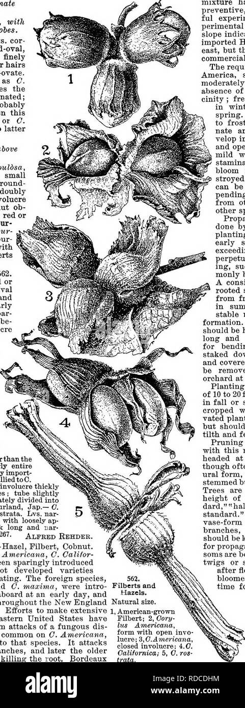 . Cyclopedia of American horticulture, comprising suggestions for cultivation of horticultural plants, descriptions of the species of fruits, vegetables, flowers, and ornamental plants sold in the United States and Canada, together with geographical and biographical sketches. Gardening. 382 COEYLUS COKTLUS AA. Husk tubular, of connate bracts. B. Involucre campanulate, with large, dentate, spreading lobes. Pdntica, Koch. Shrub: Ivs. cor- date, roundish ovate or broad-oval, doubly serrate : involucre finely pubescent, with few glandular hairs at the base: nut large, broad-ovate. W. Asia. P.S. 21 Stock Photo