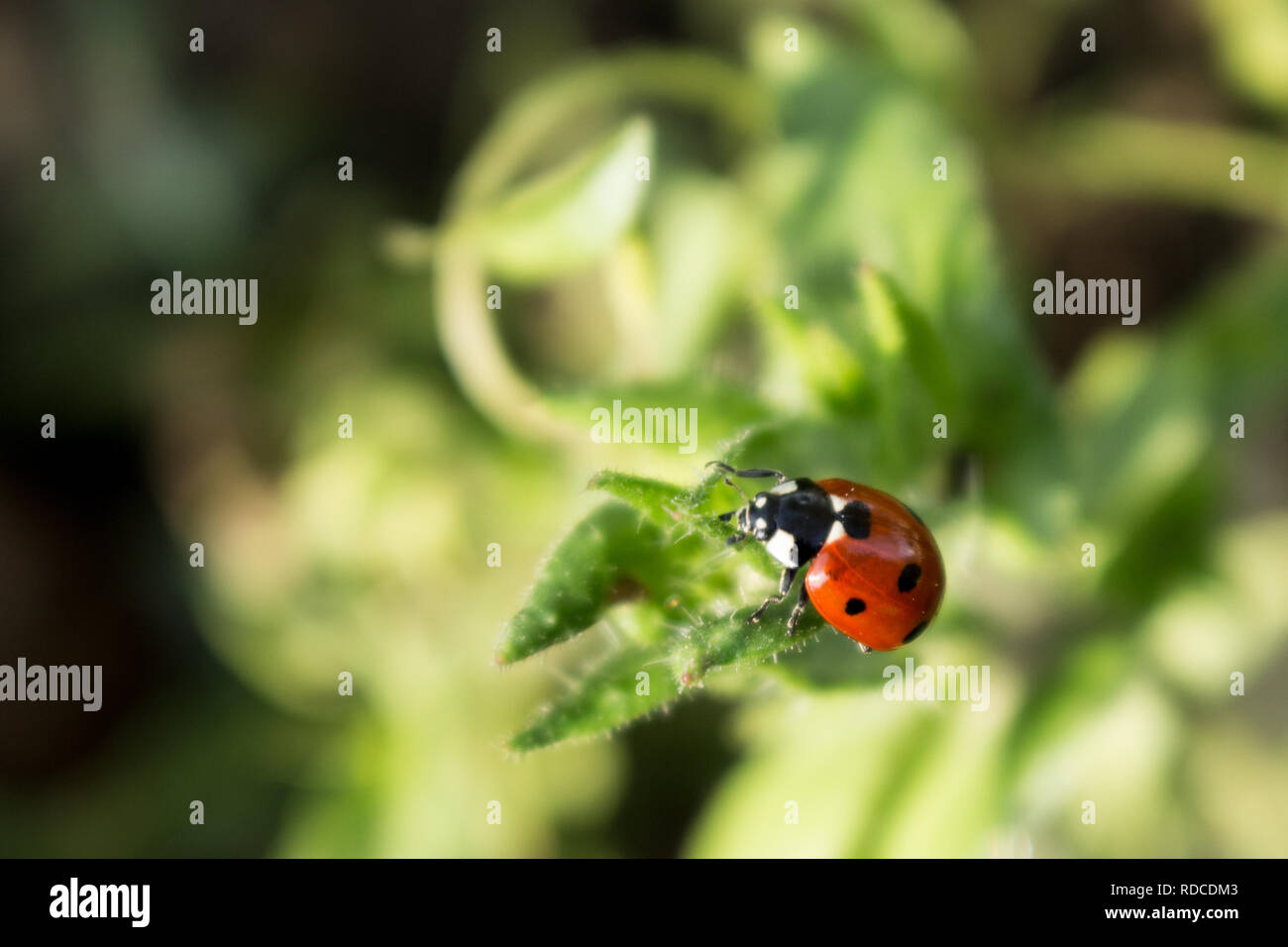Macro photo of Ladybug in the green leaf Stock Photo