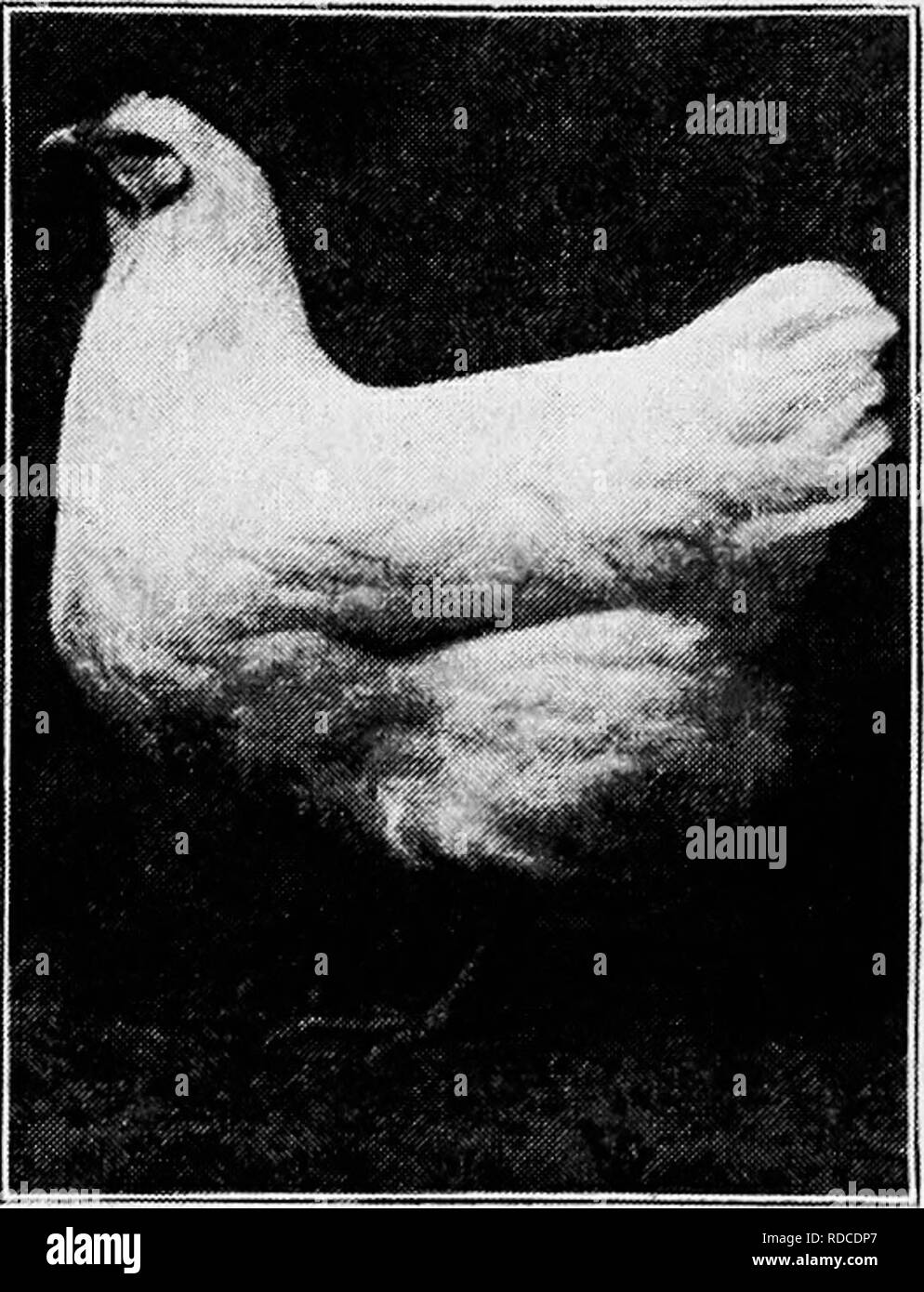 . Principles and practice of poultry culture . Poultry. 500 POULTRY CULTURE. Fig. 495. White Plymouth Rock hen (Photograph from owner, Rockandotte Farm, Southboro, Massachusetts) breeds nearly the same in size are arbitrary. It is no advantage to a Plymouth Rock to have a body a very little longer than that of a typical Wyandotte, or to weigh a little heavier; but the heavier fowl furnishes more meat (if the proportion of bone, offal, and edible meat are the same), and (other proportions being approximately the same) the longer-bodied fowl fur- nishes more of the preferred white meat than the  Stock Photo