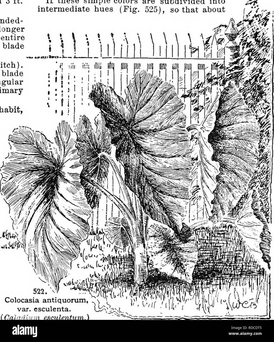 . Cyclopedia of American horticulture, comprising suggestions for cultivation of horticultural plants, descriptions of the species of fruits, vegetables, flowers, and ornamental plants sold in the United States and Canada, together with geographical and biographical sketches. Gardening. COLLOMIA COLOR 353 is applied tiiey dart forward at right angles with the testa, each carrying with it a sheath of mucus, in which it for a long time remains enveloped in a membranous case.&quot; COLOCASIA (old Greek substantive name). Ardidece. Perennial herbs with cordate-peltate Ivs., which are often handsom Stock Photo
