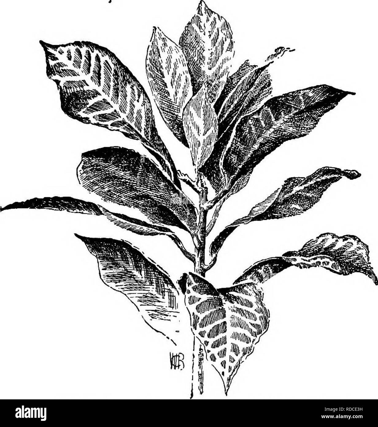 . Cyclopedia of American horticulture, comprising suggestions for cultivation of horticultural plants, descriptions of the species of fruits, vegetables, flowers, and ornamental plants sold in the United States and Canada, together with geographical and biographical sketches. Gardening. 344 cocos coni^uM brown - lanate; petiole shorter than or equaling the sheath, a fourth or fifth as long as the rachis; segments equidistant, 50 on each side, narrowly lanceolate, obliquely acuminate and caudate, silvery glaucous beneath. Braz. The following are obscure trade names of rare plants not sufficient Stock Photo