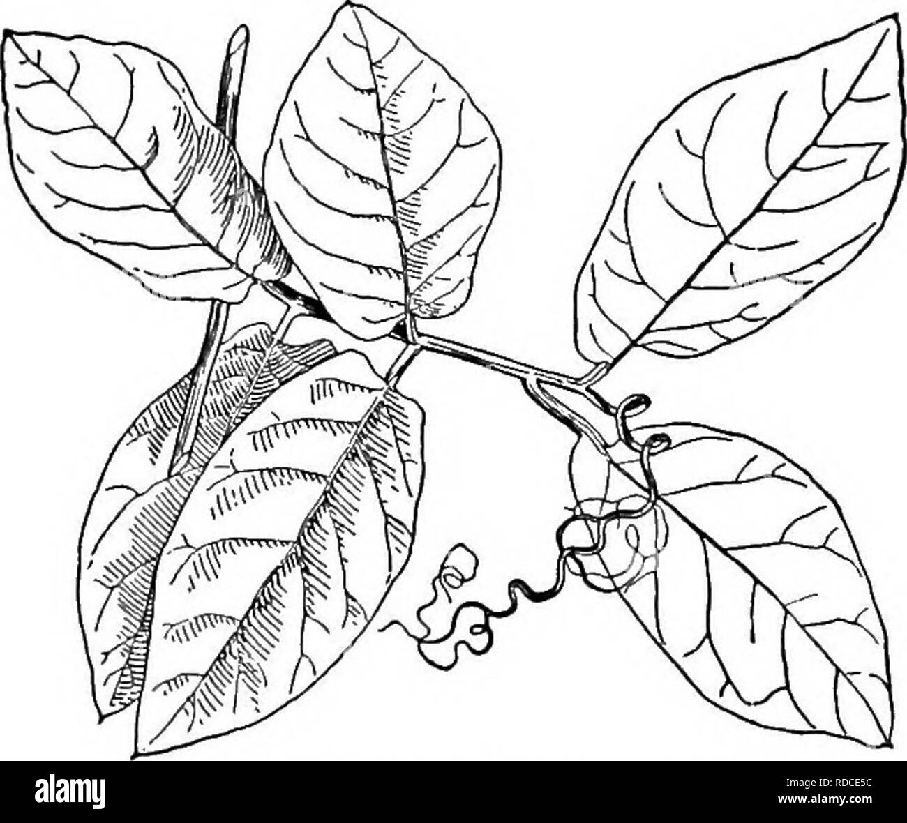 . Cyclopedia of American horticulture, comprising suggestions for cultivation of horticultural plants, descriptions of the species of fruits, vegetables, flowers, and ornamental plants sold in the United States and Canada, together with geographical and biographical sketches. Gardening. 502. Coboea scandens (X /s). SC&amp;ndens, Cav. Pigs. 502, 503, 504. Height 10-20 ft.: ifts. in 2 or 3 pairs, the lowest close to the stem, and more or less eared : fls. bell-shaped, 1-lK in. across, light violet or greenish purple, with protruding style and stamens: tendrils branched. Mex. B.M. 851. There is a Stock Photo