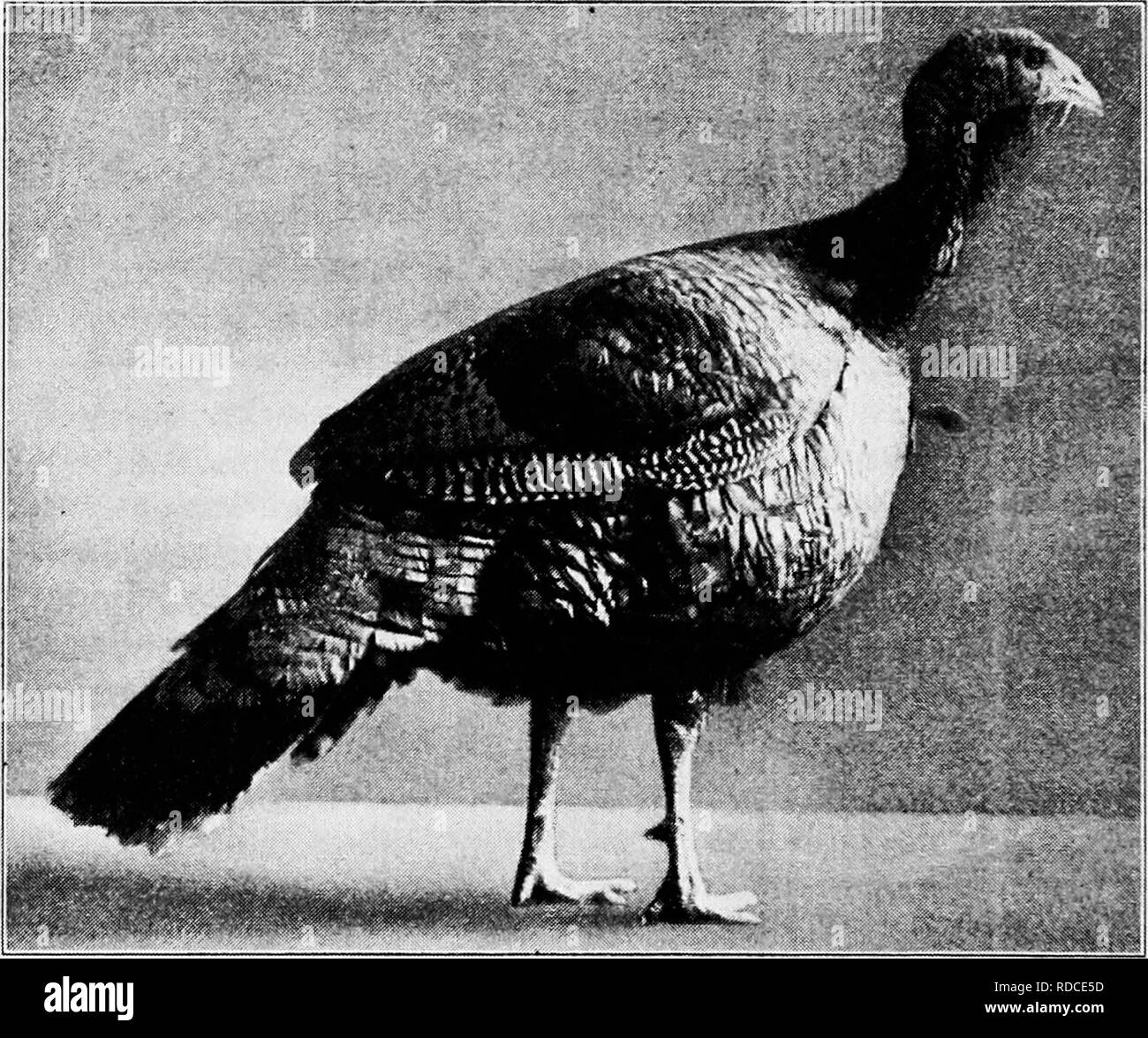 . Principles and practice of poultry culture . Poultry. 430 POULTRY