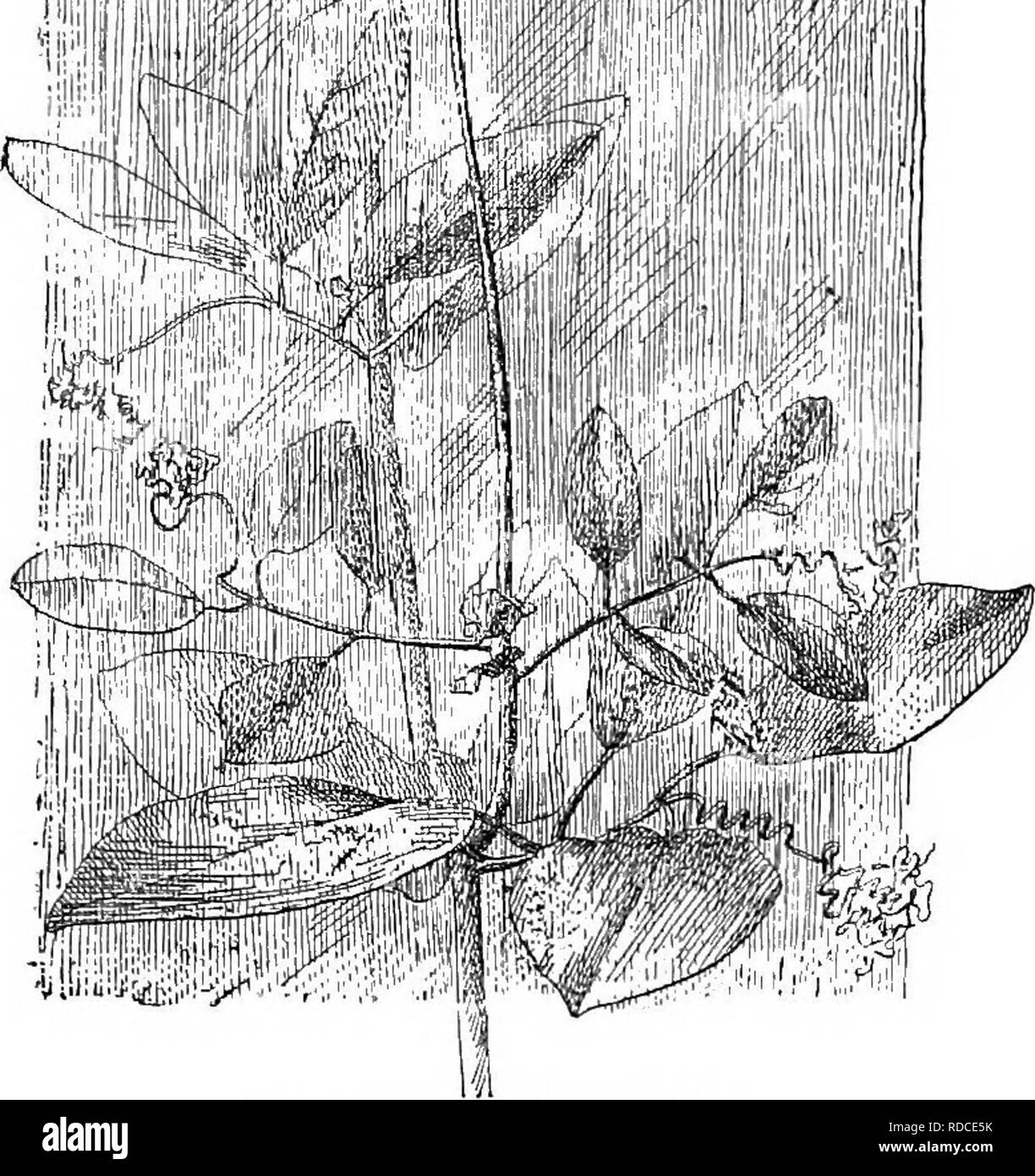 . Cyclopedia of American horticulture, comprising suggestions for cultivation of horticultural plants, descriptions of the species of fruits, vegetables, flowers, and ornamental plants sold in the United States and Canada, together with geographical and biographical sketches. Gardening. 502. Coboea scandens (X /s). SC&amp;ndens, Cav. Pigs. 502, 503, 504. Height 10-20 ft.: ifts. in 2 or 3 pairs, the lowest close to the stem, and more or less eared : fls. bell-shaped, 1-lK in. across, light violet or greenish purple, with protruding style and stamens: tendrils branched. Mex. B.M. 851. There is a Stock Photo