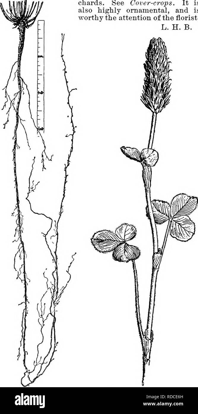. Cyclopedia of American horticulture, comprising suggestions for cultivation of horticultural plants, descriptions of the species of fruits, vegetables, flowers, and ornamental plants sold in the United States and Canada, together with geographical and biographical sketches. Gardening. 497. Trifolium pratense. Root-system. mini&amp;tum, Hook.) R.H. 1894, p. 573. G. W. Oliver and W. M. CLOUDBEEEY. SeeBubus. CLOVE PINK. phyllus. The Carnation, Dianthus Caryo- CLOVEB. ' Species of Trifblium (Leguminosse), par- ticularly those which are useful in agriculture. The word is also applied to species o Stock Photo