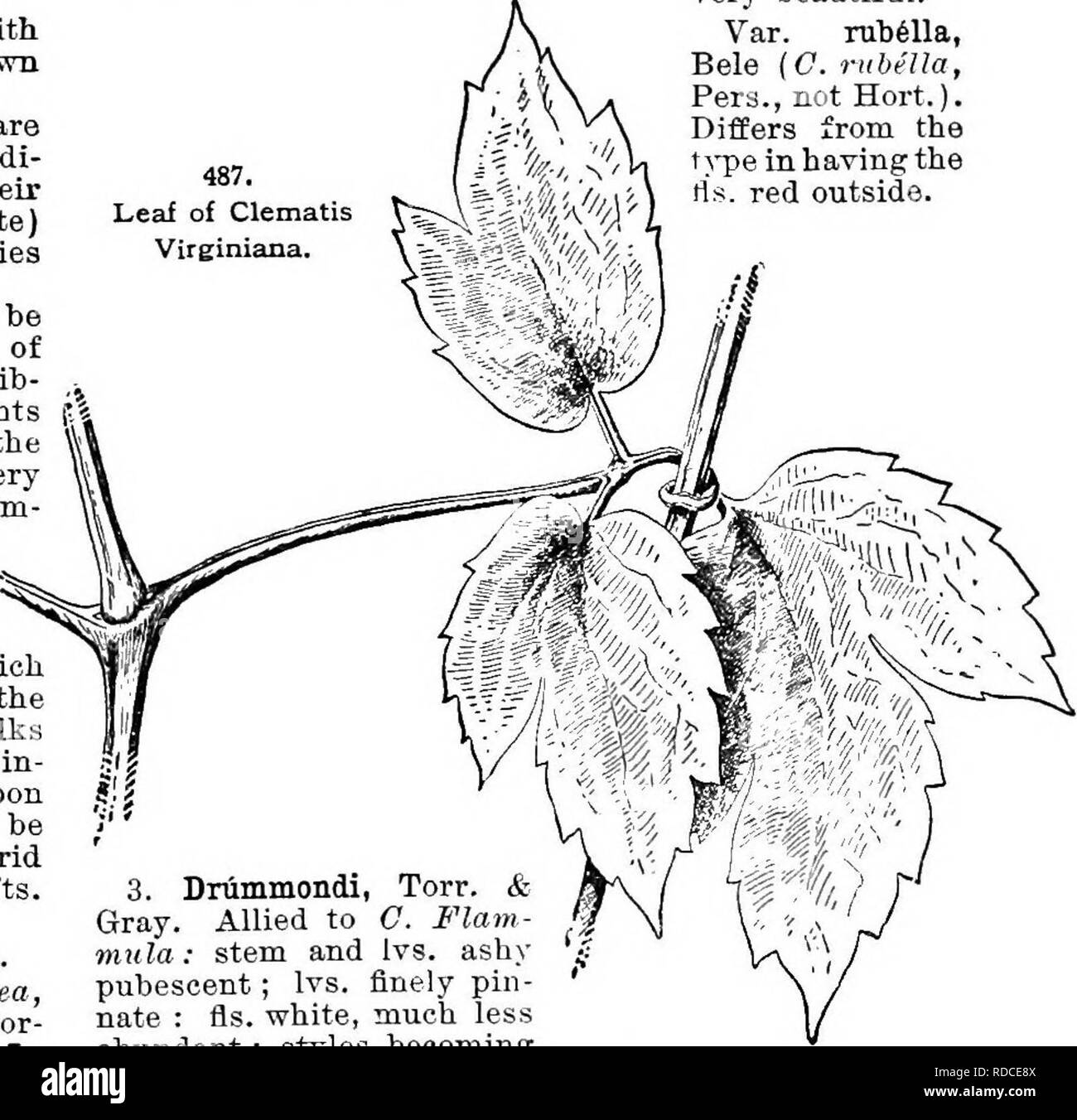 . Cyclopedia of American horticulture, comprising suggestions for cultivation of horticultural plants, descriptions of the species of fruits, vegetables, flowers, and ornamental plants sold in the United States and Canada, together with geographical and biographical sketches. Gardening. CLEMATIS CLEMATIS 329 disease, is delightfully fragrant, and so floriferous that the blossoms form a dense sheet of bloom, remaining in full beauty for several weeks. The foliage is very thick and heavy, thus making it very desirable for covering porches and arbors. Crispa (blue) and Coccinea (red) are varietie Stock Photo