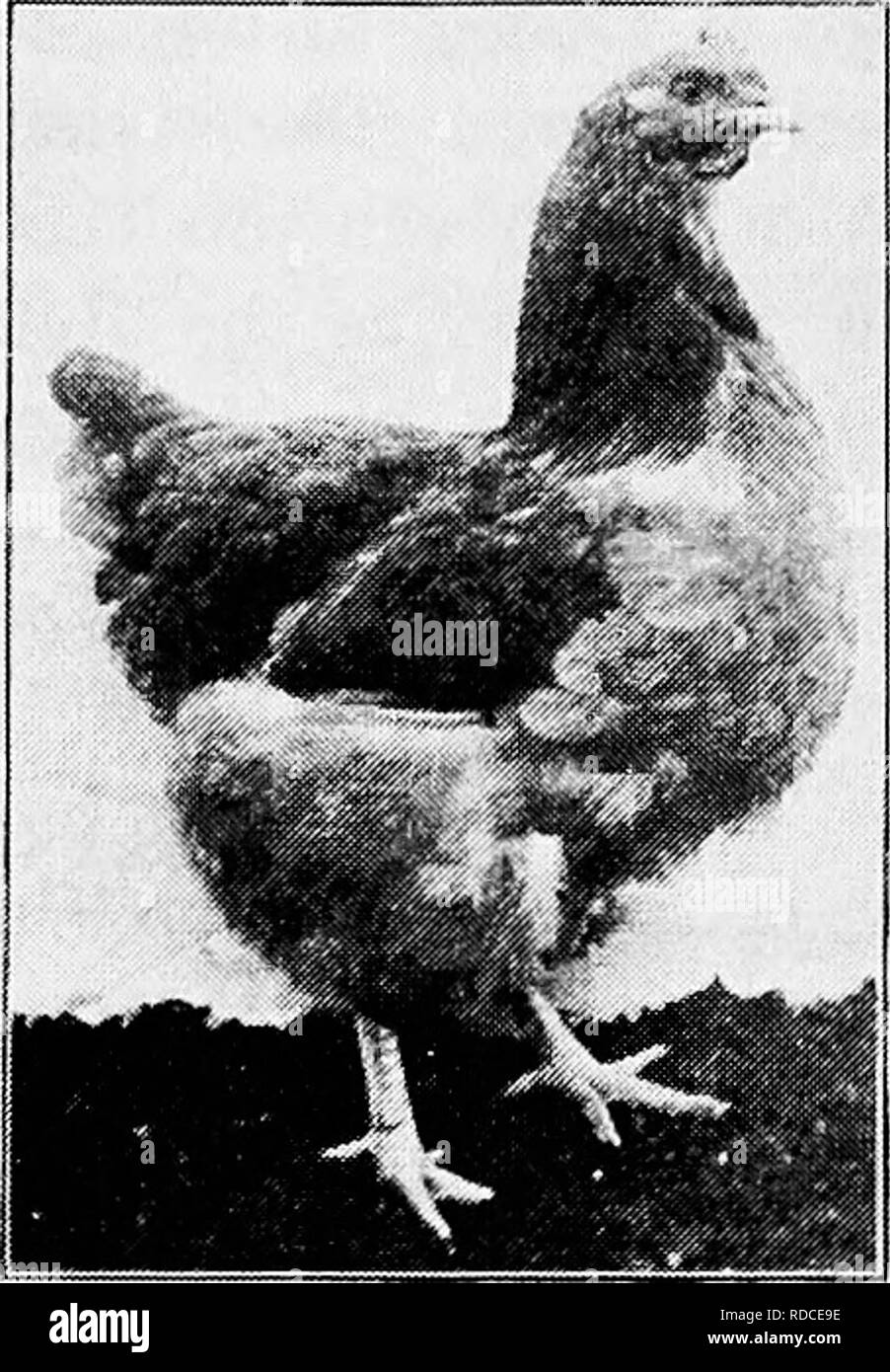 . Principles and practice of poultry culture . Poultry. TYPES, BREEDS, AND VARIETIES OF FOWLS 419. Fig. 434. Single-Combed Buff Orpington pullet' is the result of the blending of all these stocks. This variety was intro- duced to the public in 1894. To-day it is rated the most popular of English varieties in the colonies, as well as in the mother country. White Orpingtons (single- and rose- comb). This variety was said by the originator to have resulted from crosses of White Leghorn, Black Hamburg, Single-Comb White Dorking, and Cuckoo Dorking. It was brought out in 1889. The appearance of the Stock Photo