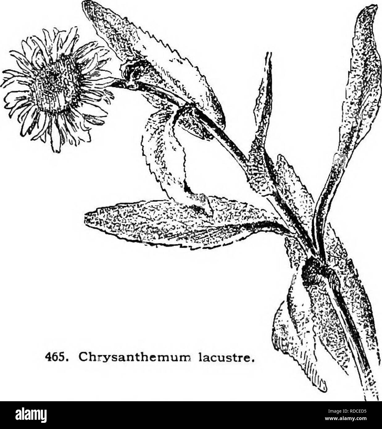 . Cyclopedia of American horticulture, comprising suggestions for cultivation of horticultural plants, descriptions of the species of fruits, vegetables, flowers, and ornamental plants sold in the United States and Canada, together with geographical and biographical sketches. Gardening. CHRYSANTHEMUM CHRYSANTHEMUM 313 AA. I/vs. not cut io the midrib: the primary incisions shallow. B. Fls. borne in flat-topped clusters. 12. Balsimita, Willd. (TanacUum Balsdmita,Awa..). Tall and stout: Ivs. sweet-scented, oval or olilong, ob-. 465. Chrysanthemum lacustre tuse, margined with blunt or sharp teeth Stock Photo