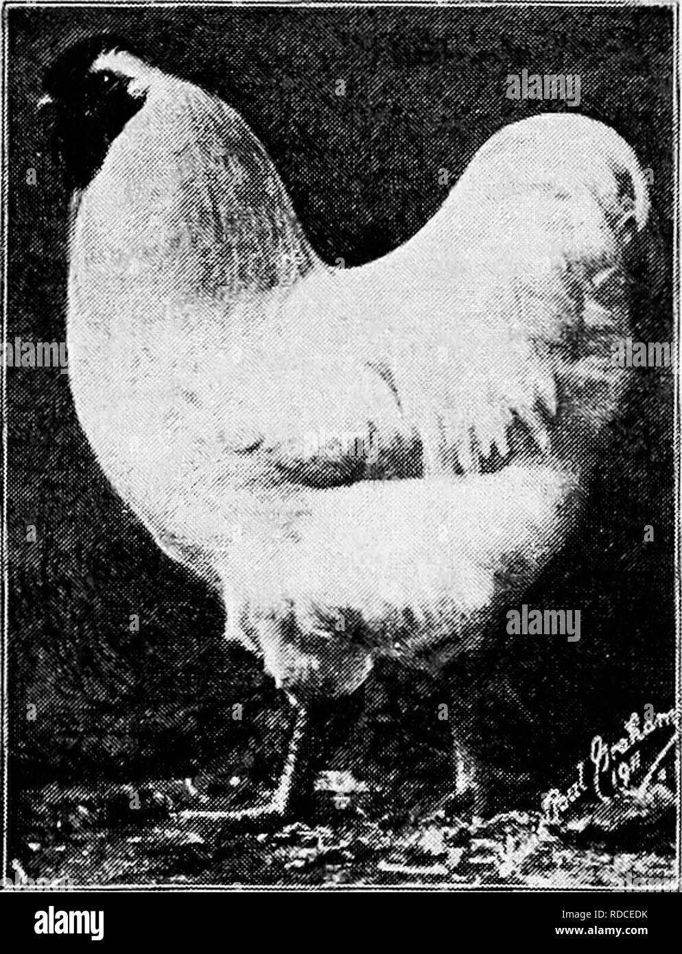 . Principles and practice of poultry culture . Poultry. Fig. 411. White Wyandotte pullet, owned by A. G. Duston, South Framingham, Massachusetts. (Pho- tograph by Sewell) traces of Light Brahma blood, time and wide distribution of the best stocks has gradually produced great uniformity of type. After the Barred Plym- outh Rock, the White Wyan- dotte became the most popular variety in America; and within ten years of its introduction it was regarded 'as a dangerous rival of the Barred Plymouth Rock. Had the competition been between the Barred Plym- outh Rock and the White Wy- andotte alone, the Stock Photo