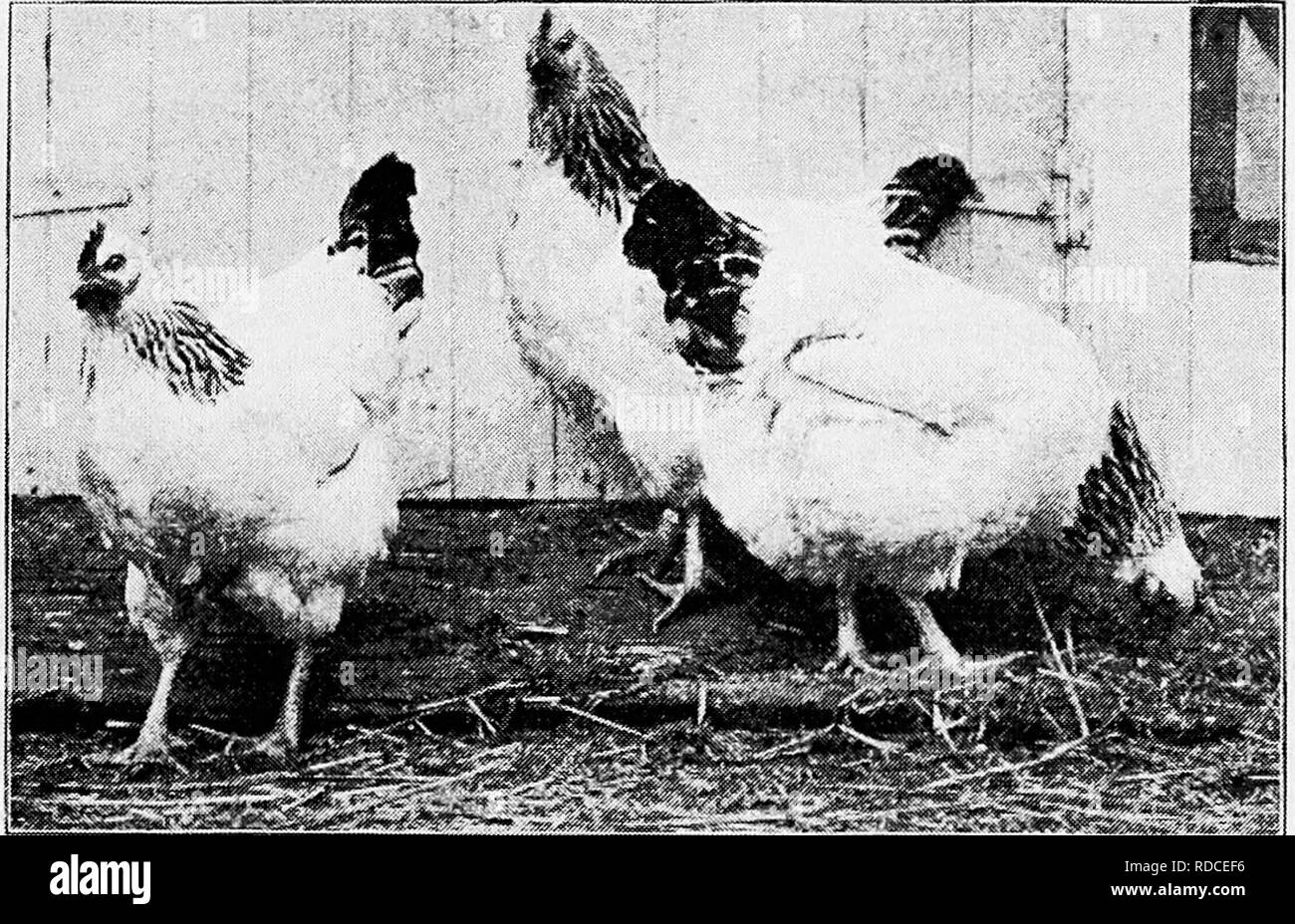 . Principles and practice of poultry culture . Poultry. TYPES, BREEDS, AND VARIETIES OF FOWLS 405 names this was applied to large black fowls with small single combs and smooth yellow or yellowish legs. In the early history of the Barred Plymouth Rock many black specimens were produced. These seem to have been the chief source of supply, though doubtless other black fowls were used. The Black Java was the prin- cipal variety given this name, but there were also white and mottled (black-and-white) birds of this type, •— these being colors likely to occur in rever- sion and (coming from the Java Stock Photo