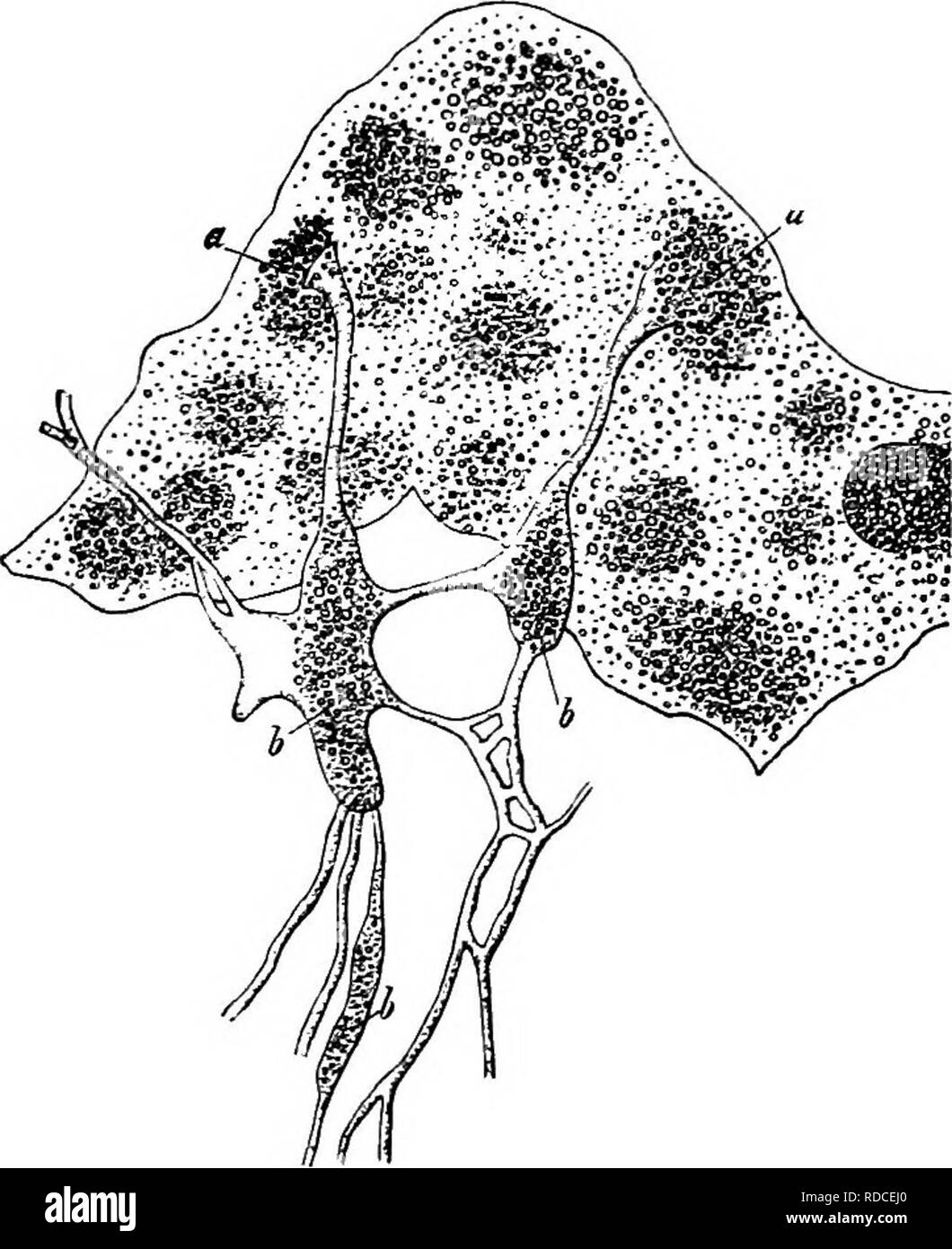 . Comparative morphology and biology of the fungi, mycetozoa and bacteria . Plant morphology; Fungi; Myxomycetes; Bacteriology. Fig. 190. Pkysaritm Uiicophaatm,Vi. a spor- angium seen from without, b sporangium divided in ludf and the frame-worlc of the capillitium exposed by removal of the spores. Magn. 25 times. Pig. 191. Physarum Uutophaeum, Fr. Piece of the wall of a sporangium with tubes of the capillitium attached and spread out in water; a points of attachment of the tubes of the capillitium; ^ calcium carbonate-vesicles; to the right on the margin a calcium carbonate- vesicle on the wa Stock Photo