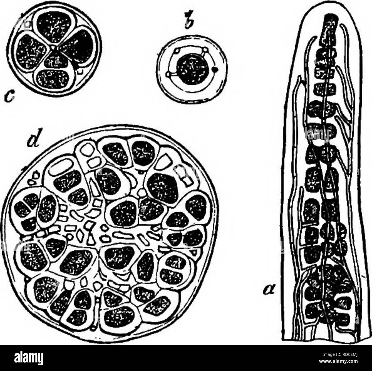 . Comparative morphology and biology of the fungi, mycetozoa and bacteria . Plant morphology; Fungi; Myxomycetes; Bacteriology. Fig. 177. Ephibe pubescetis, Fr. A branched Blifonu thallus of Stigonema with the hyphae of the Fungus ^towing thrbugh its gelatinous membranes. Extremity of a branch of the thallus with a young lateral branch a; h hyphae, g cells of the Alga, gs the apex of the thallus After Sachs. Magn. 500 times. Fig. 178. Eptube pubtsUHS, Fr. A branched filiform thallus of Siigonema with hyphae of the Fungus growing through its gelatinous membranes, a tip of the thallus after bein Stock Photo