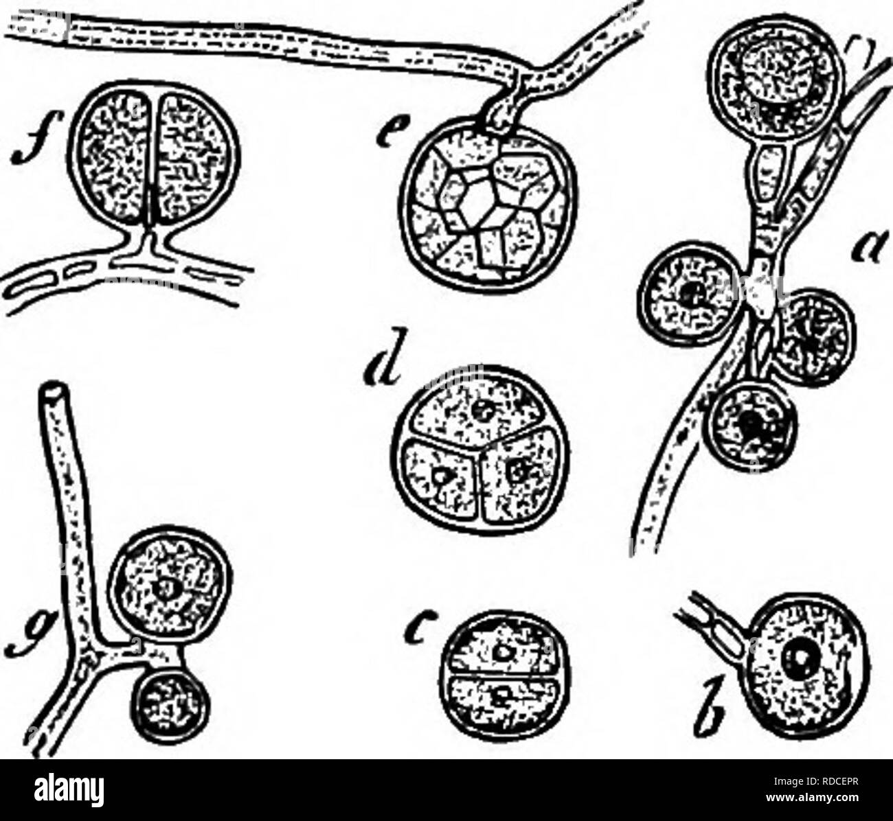 . Comparative morphology and biology of the fungi, mycetozoa and bacteria . Plant morphology; Fungi; Myxomycetes; Bacteriology. 398 DIVISION III.—MODE OF LIFE OF THE FVNGI. filicina, and Cunningham's' Mycoidea parasitica which with some other allied Algae helps to form the species of Strigula common on evergreen leaves in the tropics. 2. Algae which are blue-green, violet and other colours, owing to the presence of phycochrome, and are often united together into large bodies by means of their gelatinous membranes. (a) Nostocaceae with their cells forming filaments : Calothrix, Ag. (Schizo- sip Stock Photo
