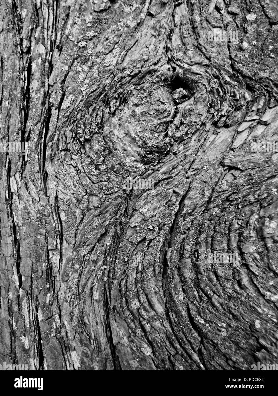 Natural woodlands detail Black and White Stock Photos & Images Alamy