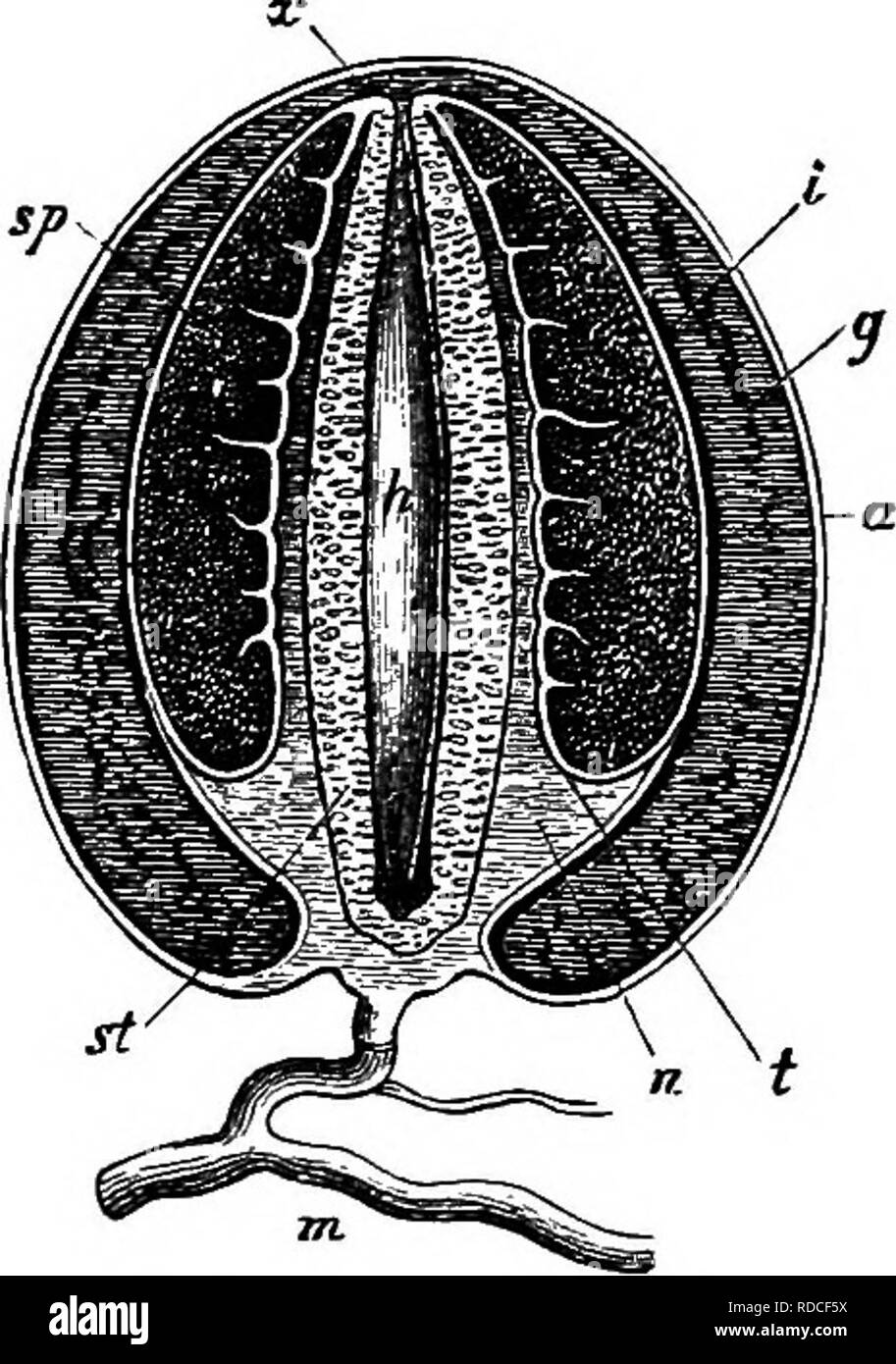 . Comparative morphology and biology of the fungi, mycetozoa and bacteria . Plant morphology; Fungi; Myxomycetes; Bacteriology. Fig. 153. Phallus cnninus. Young sporophore partly attached to the myccliuni ni in median longitudinal section and natural size. Succession of stages of development according to the letters u—y. y a specimen not fully grown but with ripe spores; a the outer wail, i the inner wall, g the gelatinous layer of the peridium, b the bas,-il portion, k the cone, s the stipe, sb the gleba.. HIG. 154. Phallus impiidiciis. A nearly ituiture example before the elongation of the s Stock Photo