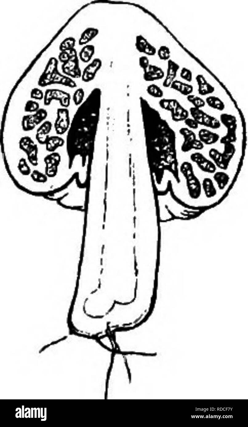 . Comparative morphology and biology of the fungi, mycetozoa and bacteria . Plant morphology; Fungi; Myxomycetes; Bacteriology. Fig. 143. Tulostotna ntammosum, FlG. 144. Secotiumerythrecephalum, Fr. Basidia with fully formed spores TuL Sporophore divided in half^ of highly magnified. After Schrcjter. the natural size. After Tulasne. the constituents of the hymenium; and stouter tubes usually non-septate, which are members or branches of the same hyphae as the delicate elements and run for the most part in the trama, but may also, as in Lycoperdon and Bovista, send branches transversely through Stock Photo