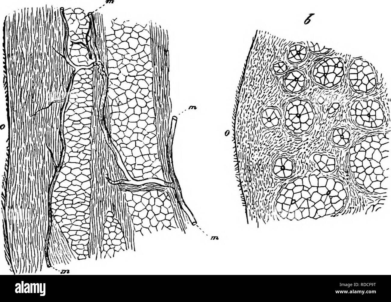. Comparative morphology and biology of the fungi, mycetozoa and bacteria . Plant morphology; Fungi; Myxomycetes; Bacteriology. CHAPTER v.—COMPARATIVE REVIEW.—HYMENOMrCETES. 299 defined than the strands of slender hyphae; they are often much elongated in the stipe and not unfrequently branched in the longitudinal direction or anastomose with others. In transverse sections, especially in the stipe, the cells of many of the large- celled portions are ovoid or wedge-shaped, and are so arranged, usually five or six together, round a centre that their narrow ends converge towards it, and they thus  Stock Photo