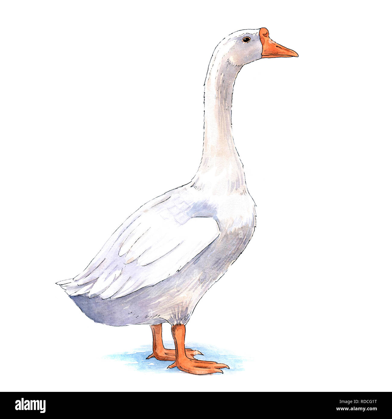 Goose watercolor illustration on white background Stock Photo