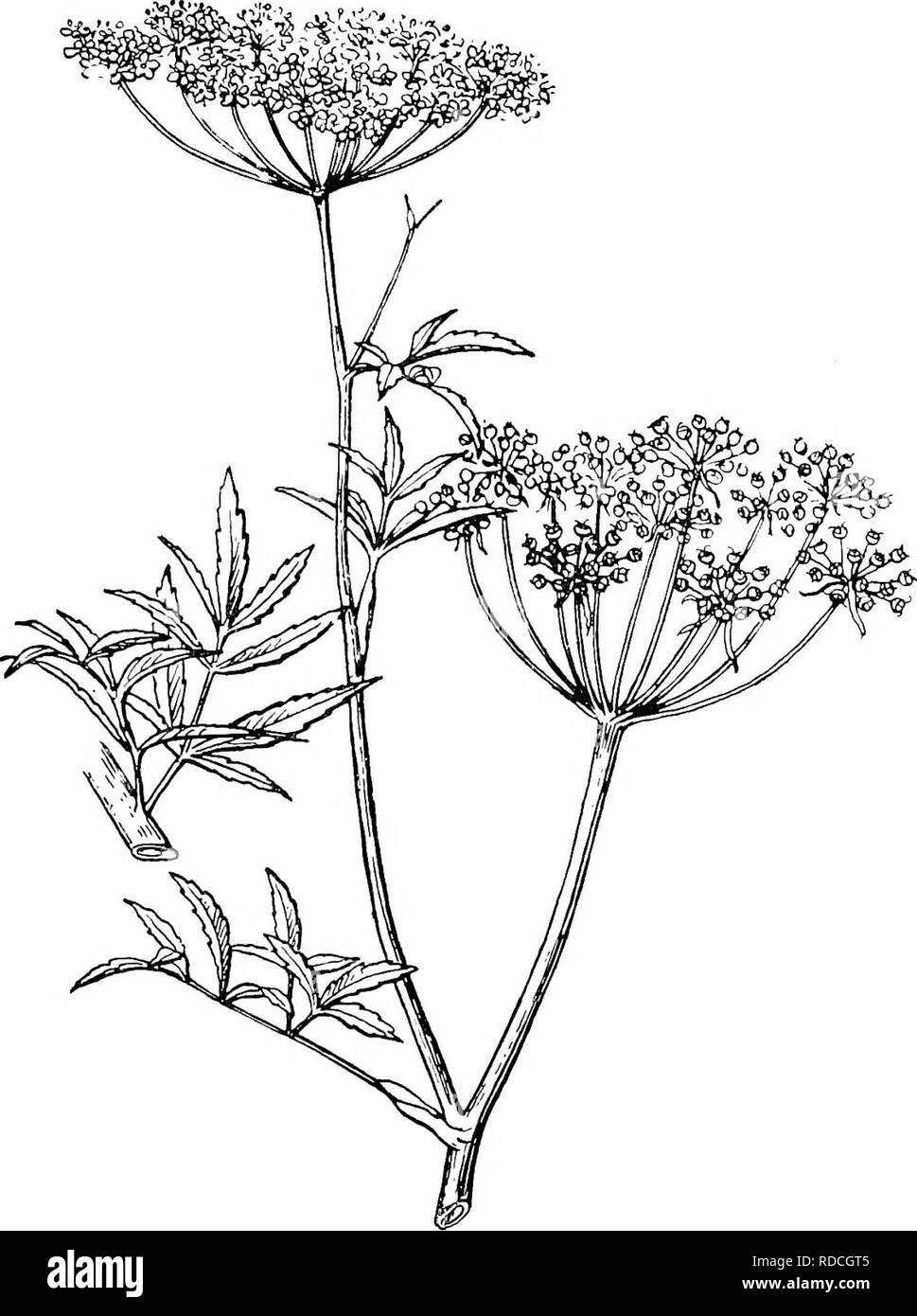 . A manual of veterinary hygiene. Veterinary hygiene. POOD 175 in the fruits. It is an irritant and subsequently narcotic poison, Its effects culminating in muscular paralysis with convulsions.. Fig. 42.—The Cowbane (Cicuta virosa). The Hemlock is sometimes confused with the Fool's Parsley, JEiliusa cynapium (Pig. 41), which is not nearly so poisonous, though there are instances recorded of its Digitized by Microsoft®. Please note that these images are extracted from scanned page images that may have been digitally enhanced for readability - coloration and appearance of these illustrations may Stock Photo