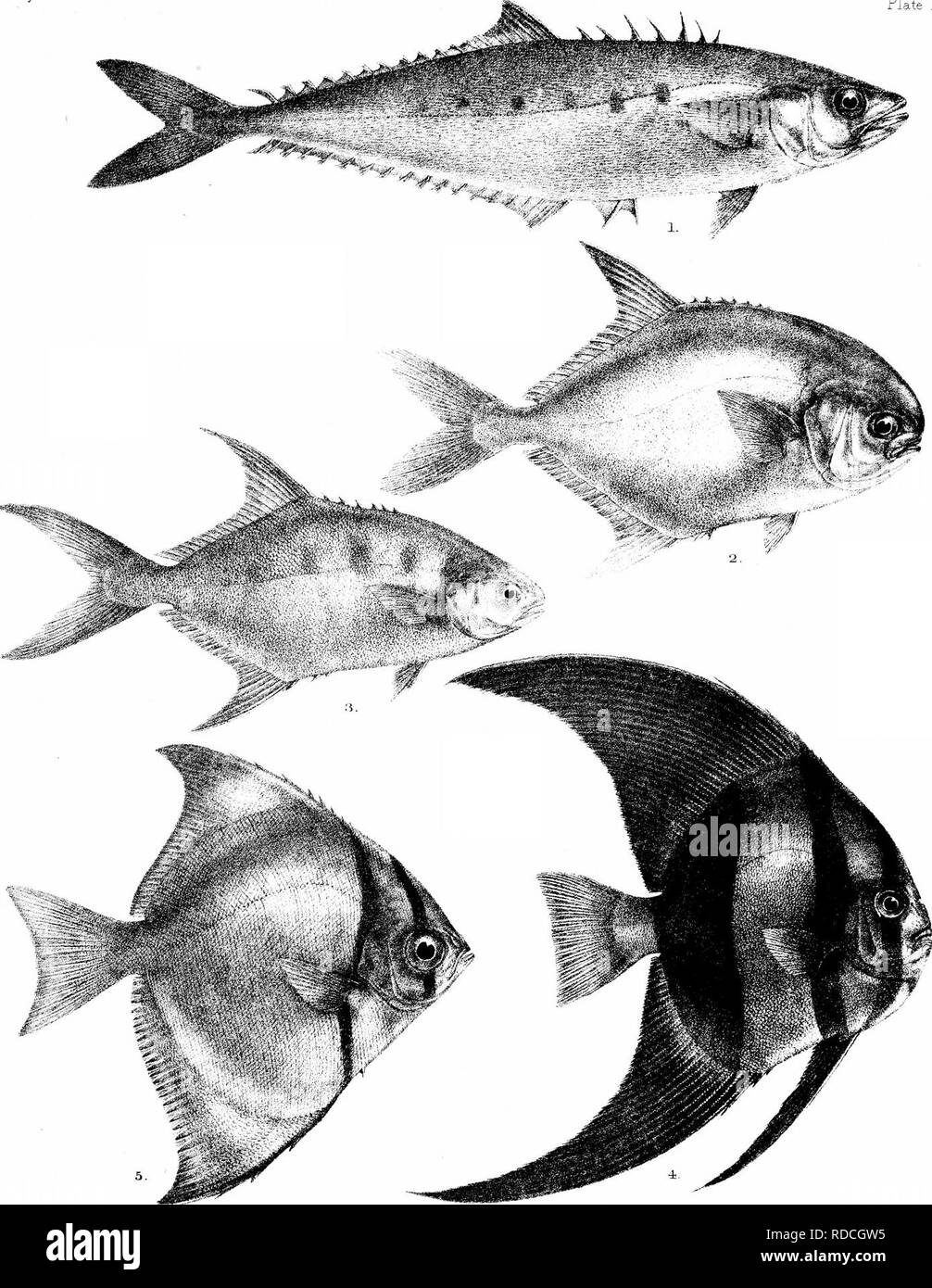 . The fishes of India; being a natural history of the fishes known to inhabit the seas and fresh waters of India, Burma, and Ceylon. Fishes. Day's Fislies of India Plate LIB. G.H.t'oi-ddel- Suzjni lim. Mmlern Bro.s. imp. l.CHORINEMUS MOADETTA. 2 , TRACHT-IOTUS OVATUS. 3, T. RUS 3ELLII 4-, PLATAX TEIRA, 5,PSETTUS ARGENTEUS.. Please note that these images are extracted from scanned page images that may have been digitally enhanced for readability - coloration and appearance of these illustrations may not perfectly resemble the original work.. Day, Francis, 1829-1889. London, B. Quaritch Stock Photo