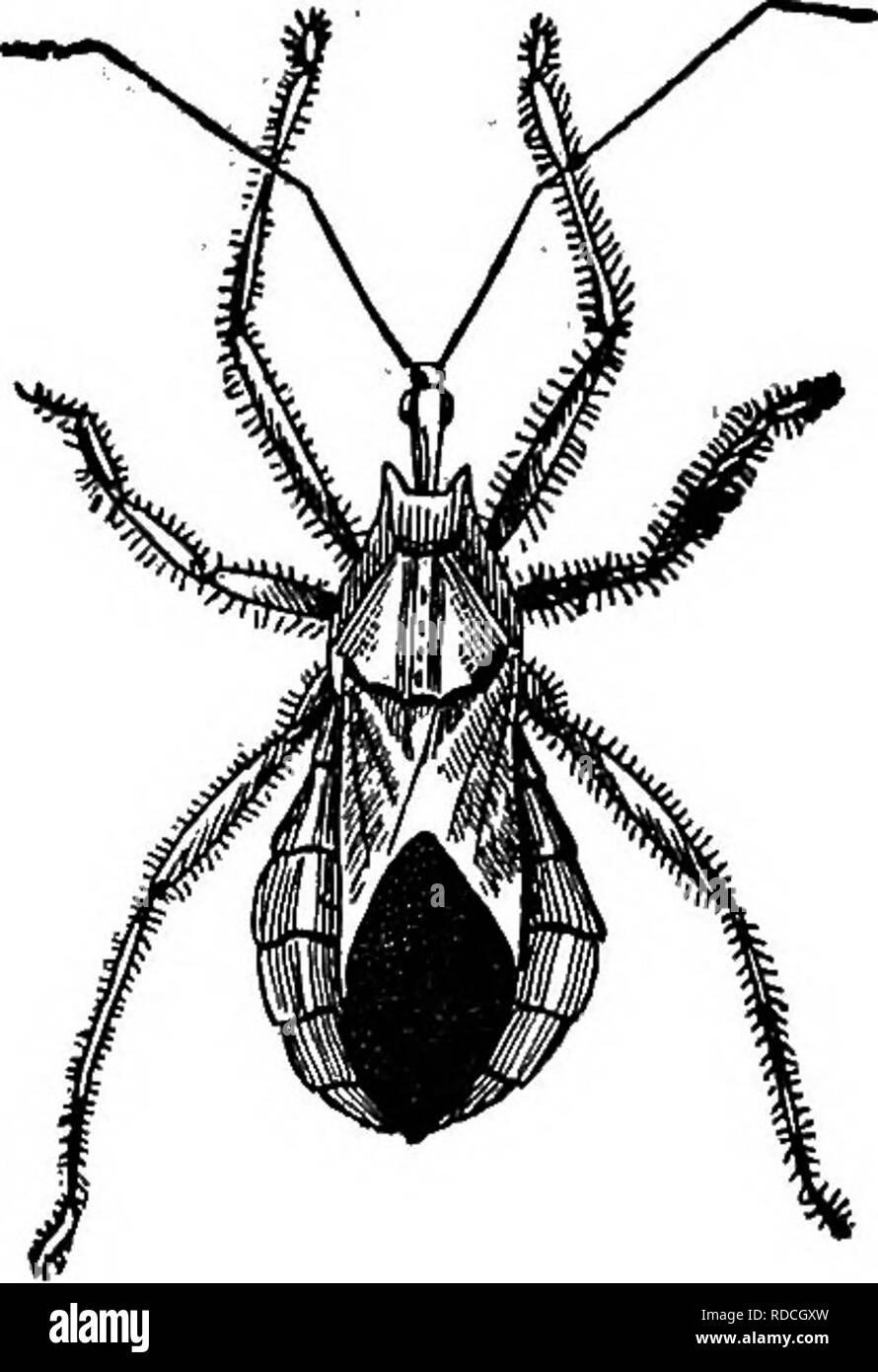 . Insect pests and plant diseases : containing remedies and suggestions ...