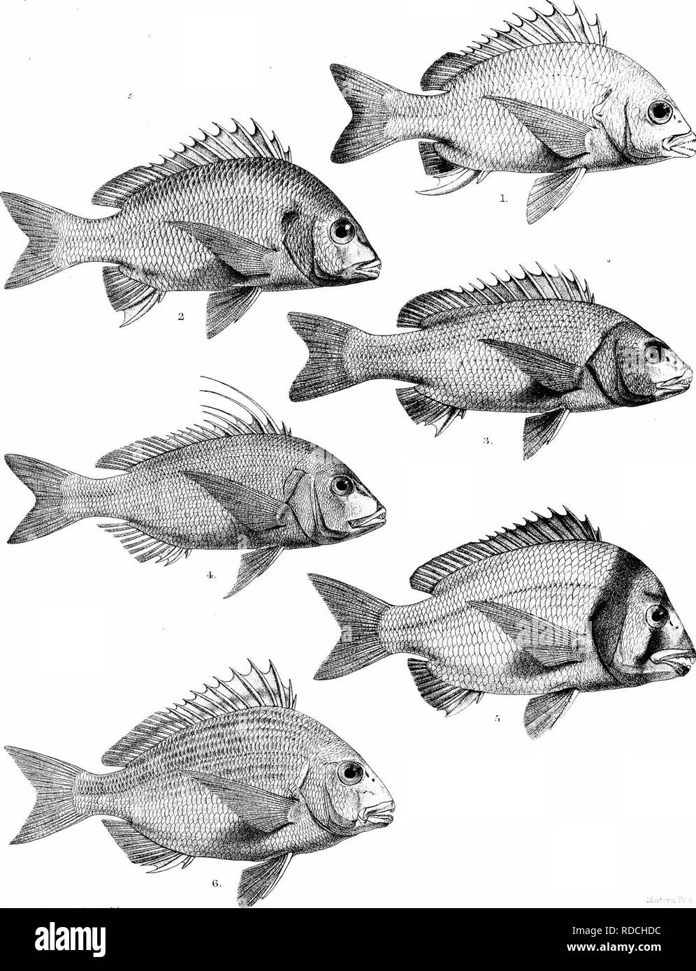 . The fishes of India; being a natural history of the fishes known to inhabit the seas and fresh waters of India, Burma, and Ceylon. Fishes. Days Fishes of India Pla±e JXXN.. MmternBr;. G.H.Ford del.BMmlern litli 1 CHRYSOPHRYS DATNIA. 2,C.BERDA 3.C. CUVIERI 4, DENTEX MUFAR 5 CHRYSOPHRYS BIFASCIATA. 6, C. bARBA.. Please note that these images are extracted from scanned page images that may have been digitally enhanced for readability - coloration and appearance of these illustrations may not perfectly resemble the original work.. Day, Francis, 1829-1889. London, B. Quaritch Stock Photo